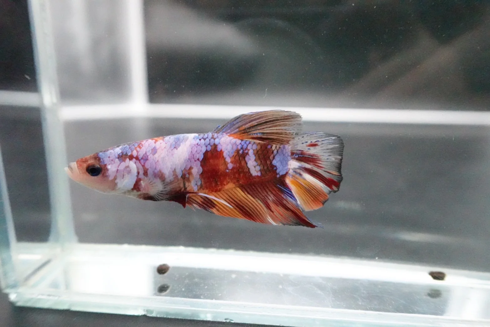 Rare Giant Multicolors Betta Fish (Male) - Image 2