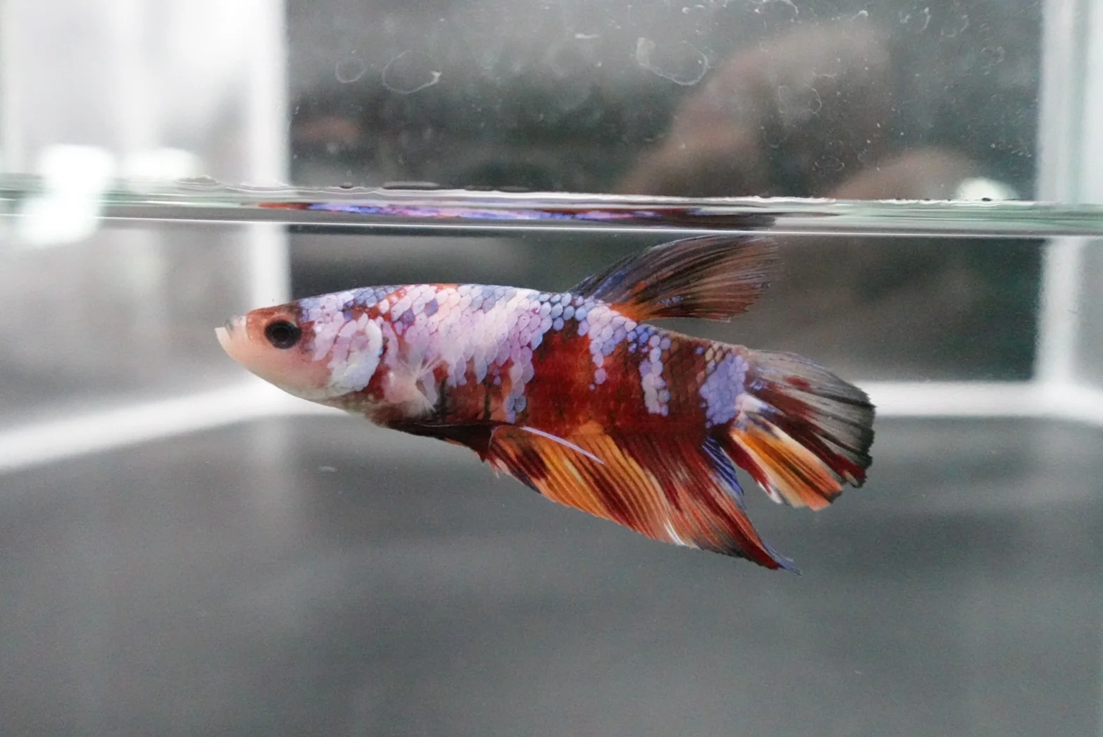 Rare Giant Multicolors Betta Fish (Male) - Image 3