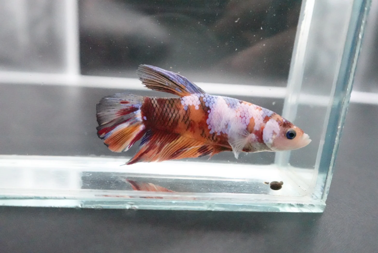 Rare Giant Multicolors Betta Fish (Male) - Image 4