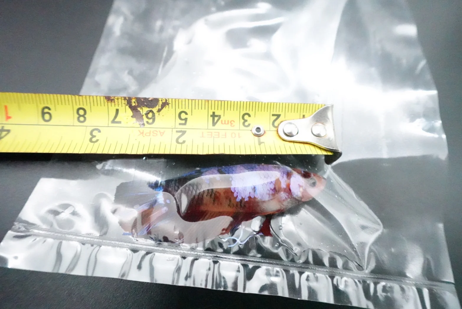 Rare Giant Multicolors Betta Fish (Male) - Image 5