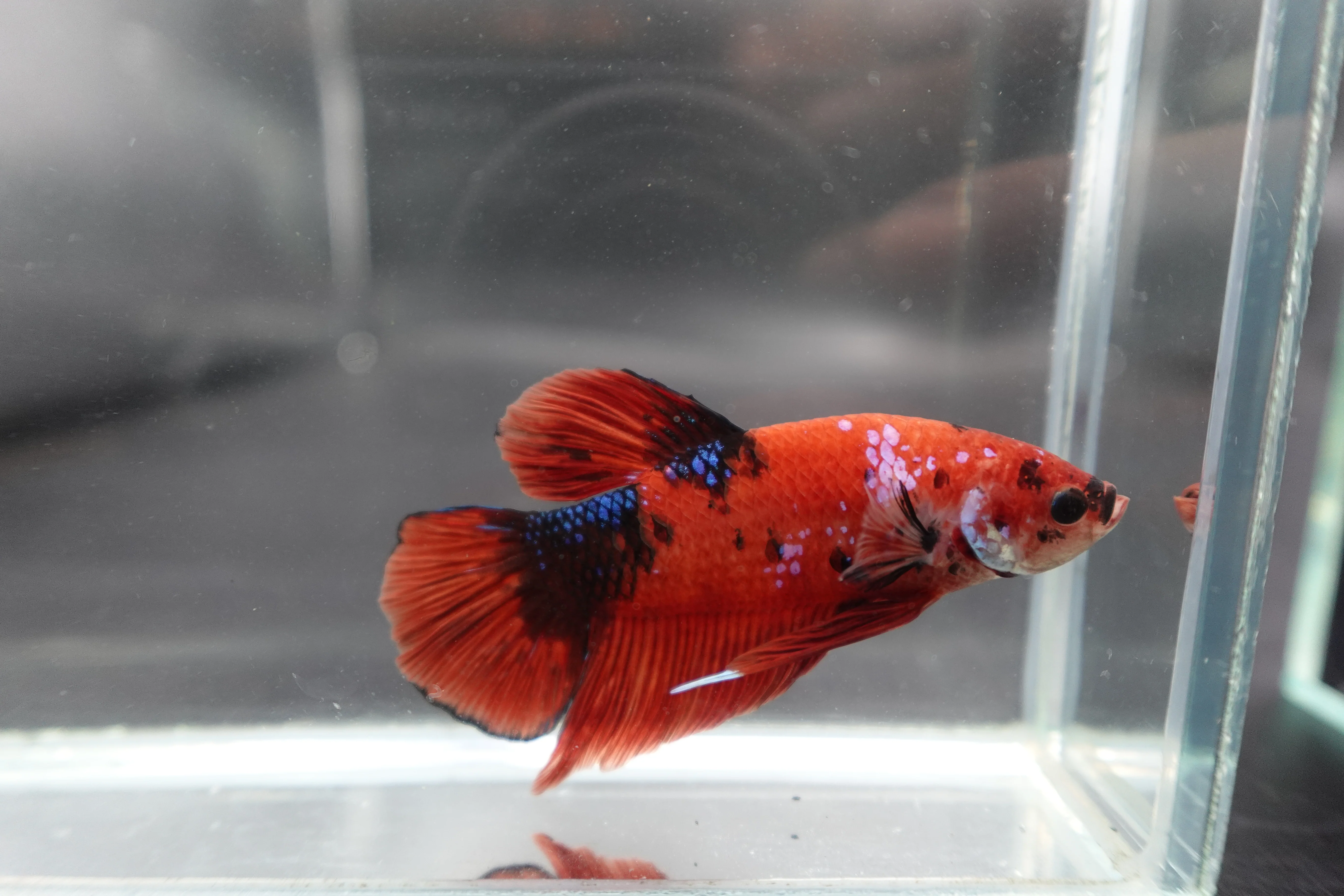 Rare Giant Multicolors Betta Fish (Male) - Image 2