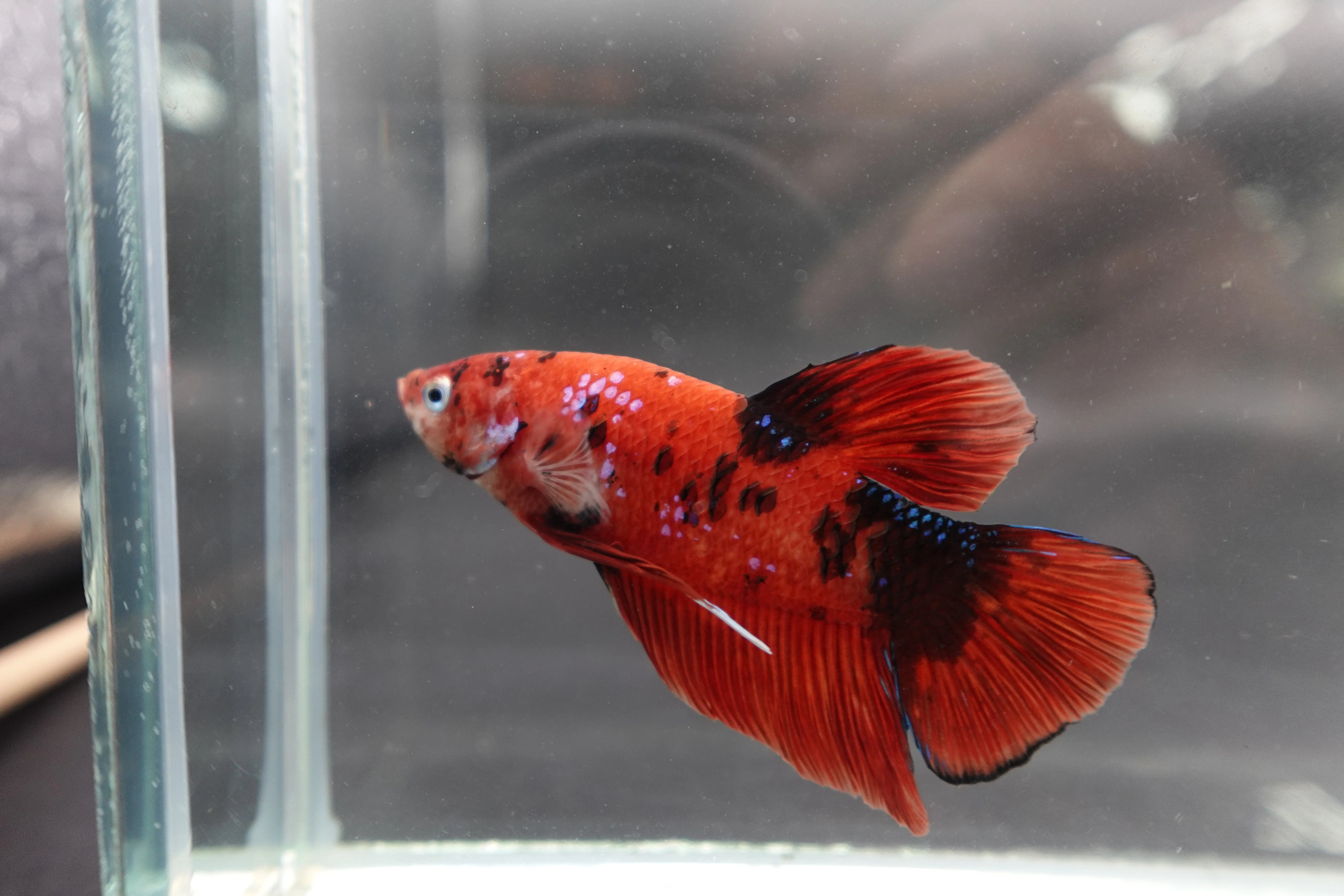 Rare Giant Multicolors Betta Fish (Male) - Image 3