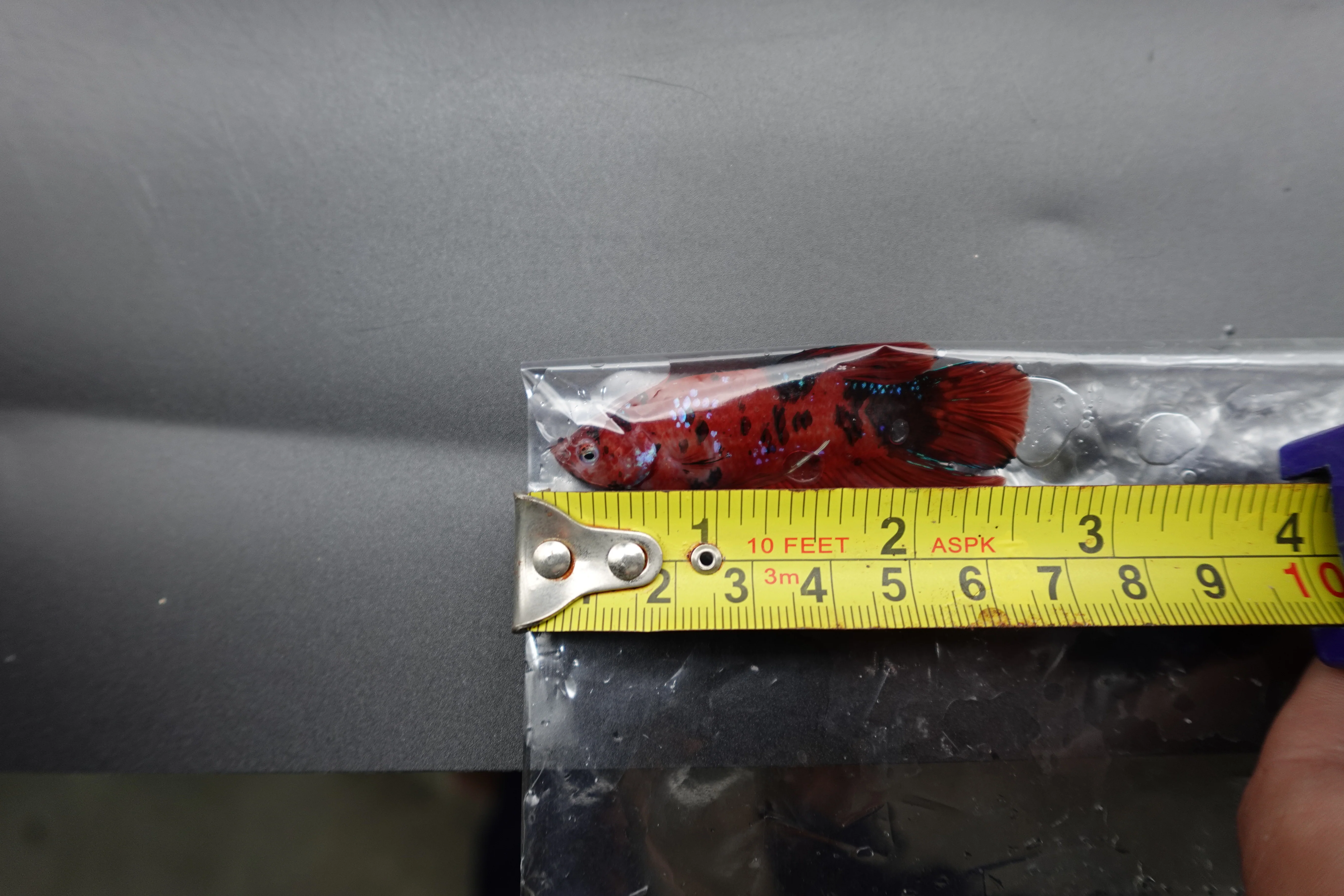 Rare Giant Multicolors Betta Fish (Male) - Image 4