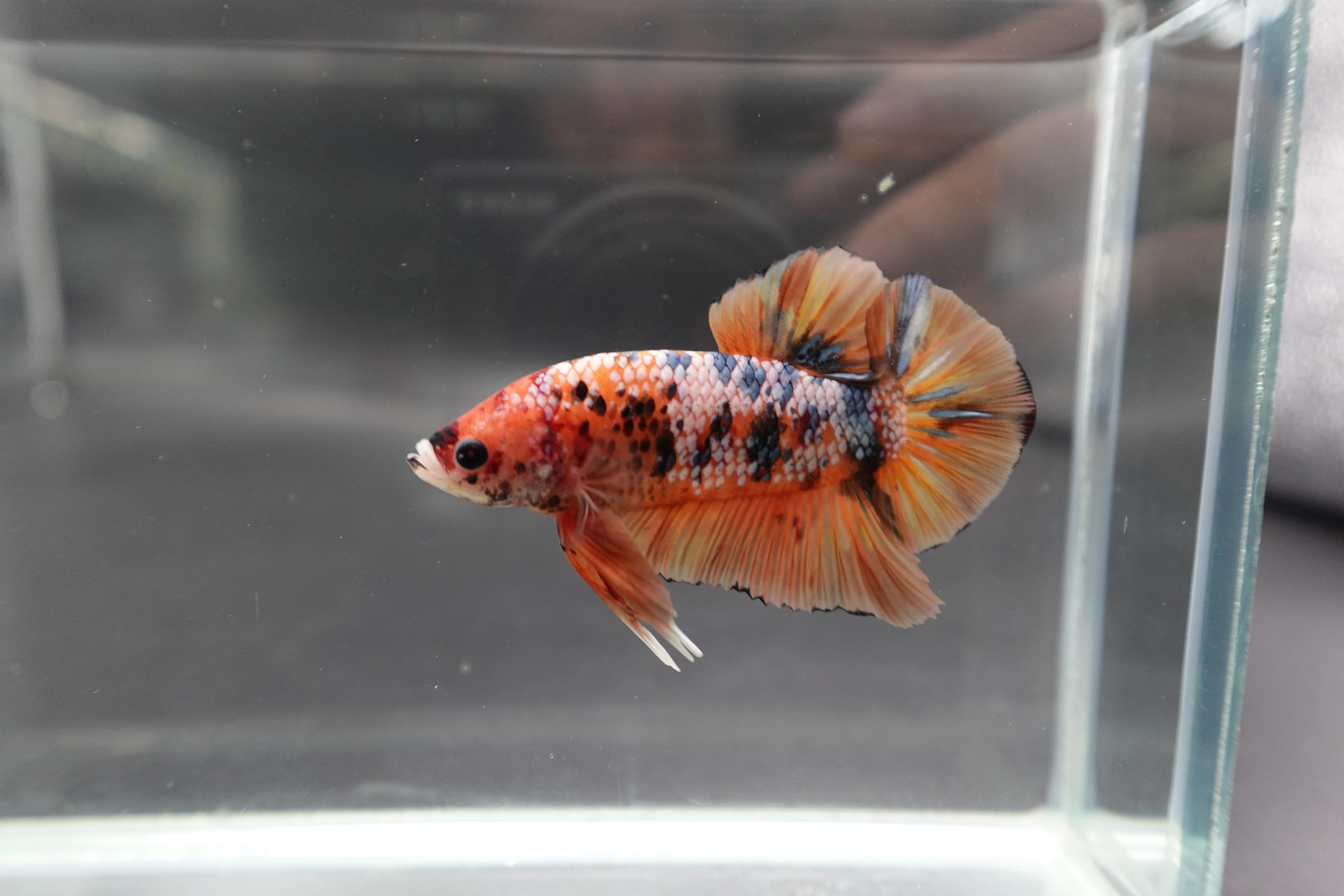 Rare Giant Multicolors Betta Fish (Male) - Image 2