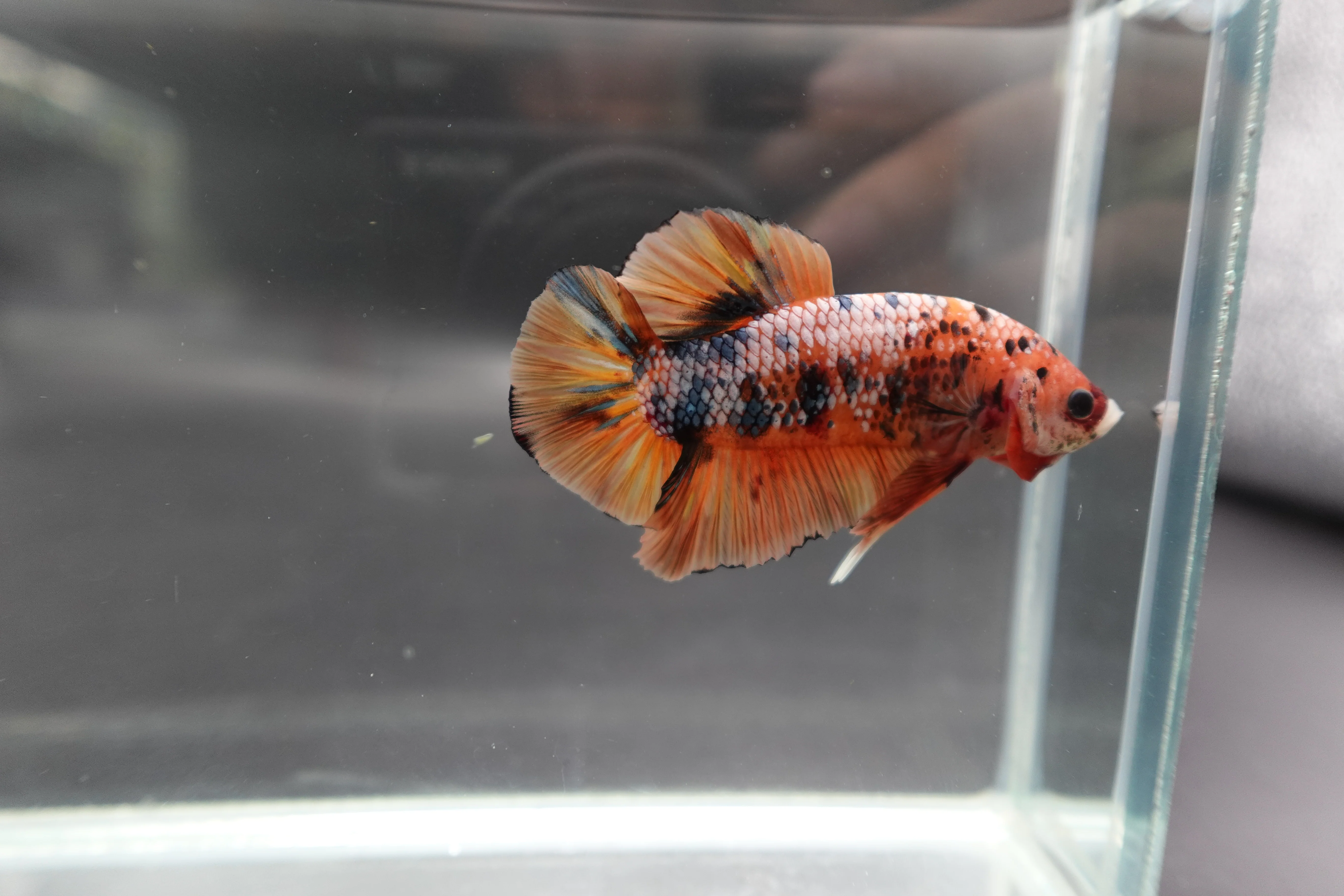 Rare Giant Multicolors Betta Fish (Male) - Image 3