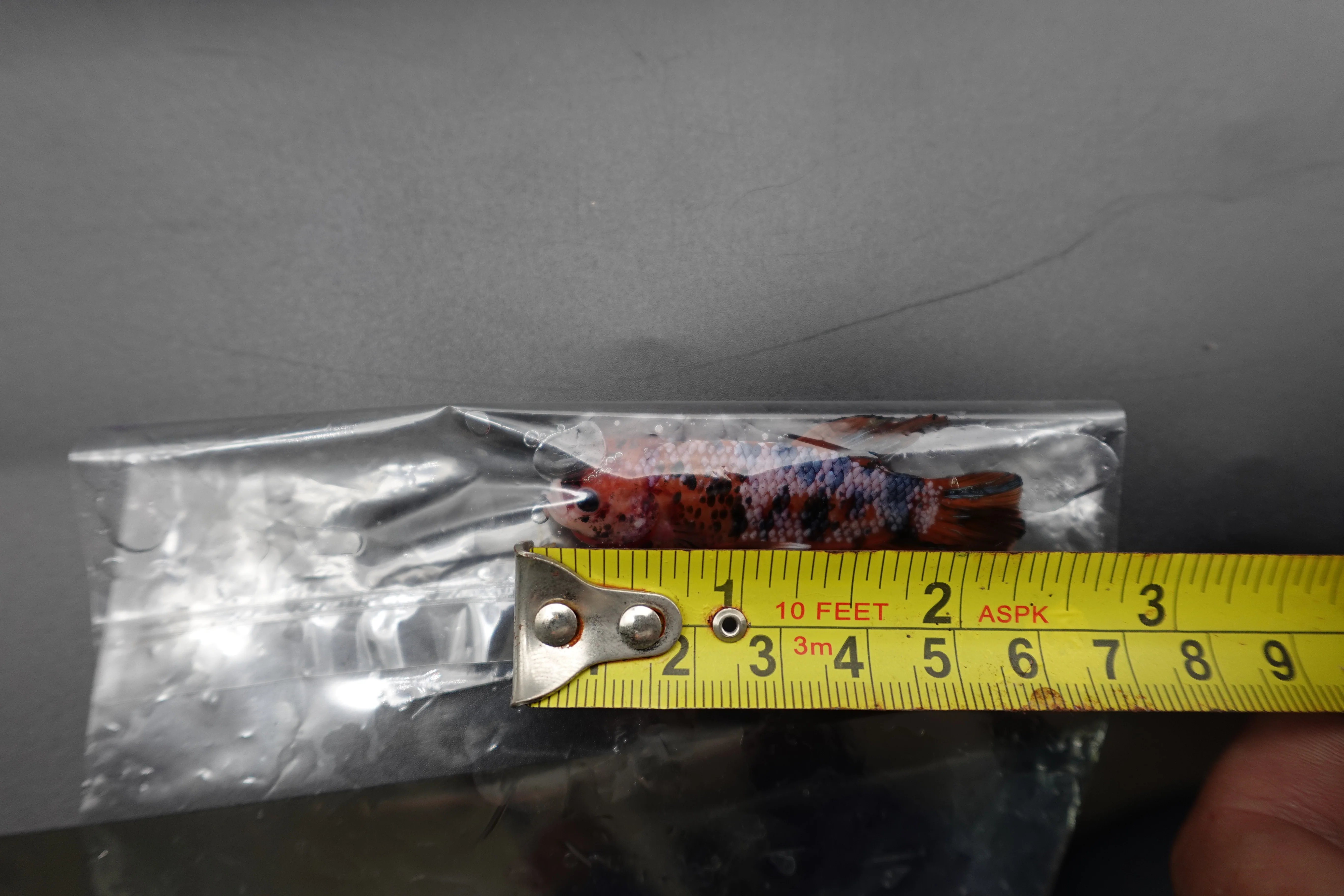 Rare Giant Multicolors Betta Fish (Male) - Image 4