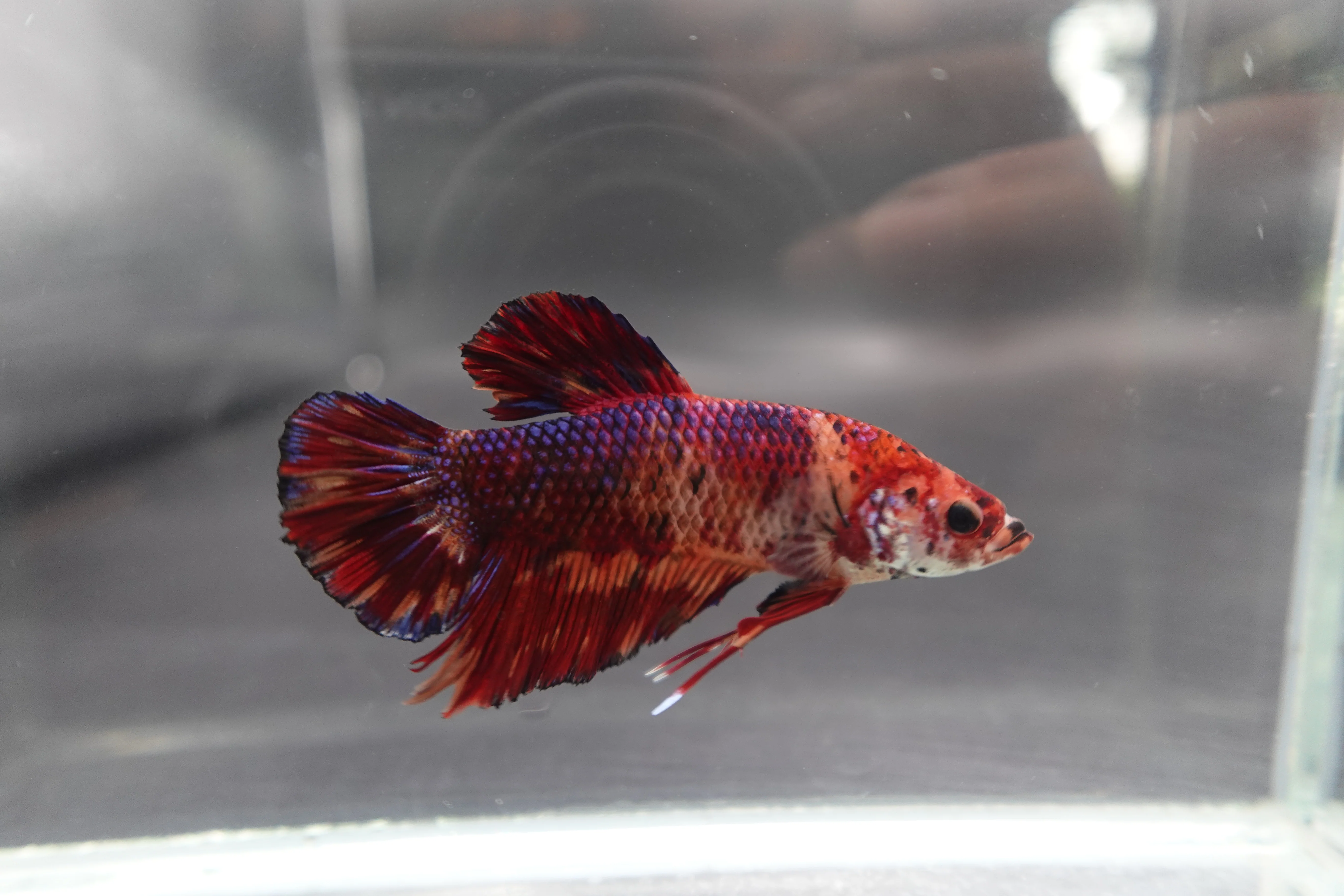 Rare Giant Multicolors Betta Fish (Male) - Image 2