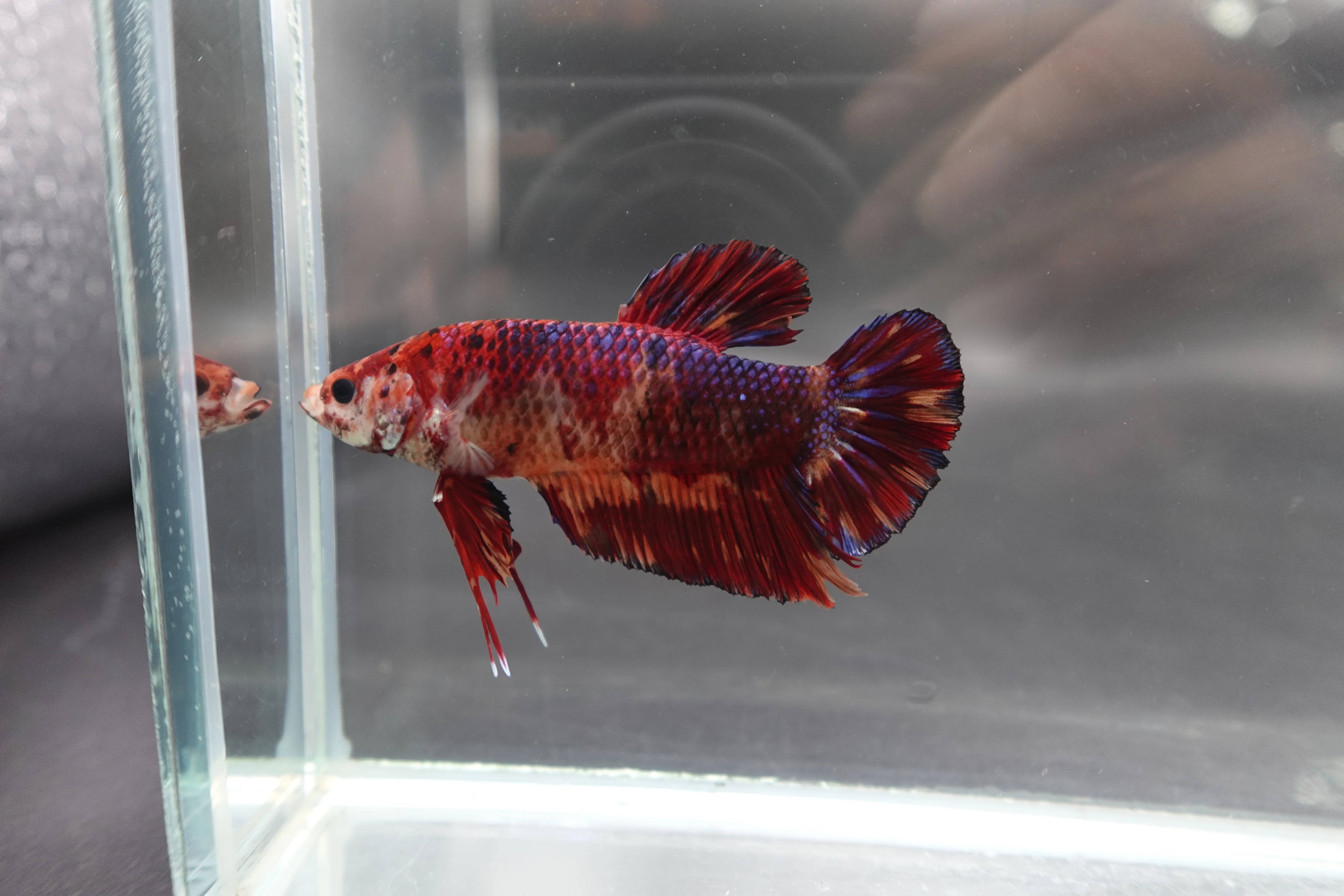 Rare Giant Multicolors Betta Fish (Male) - Image 3
