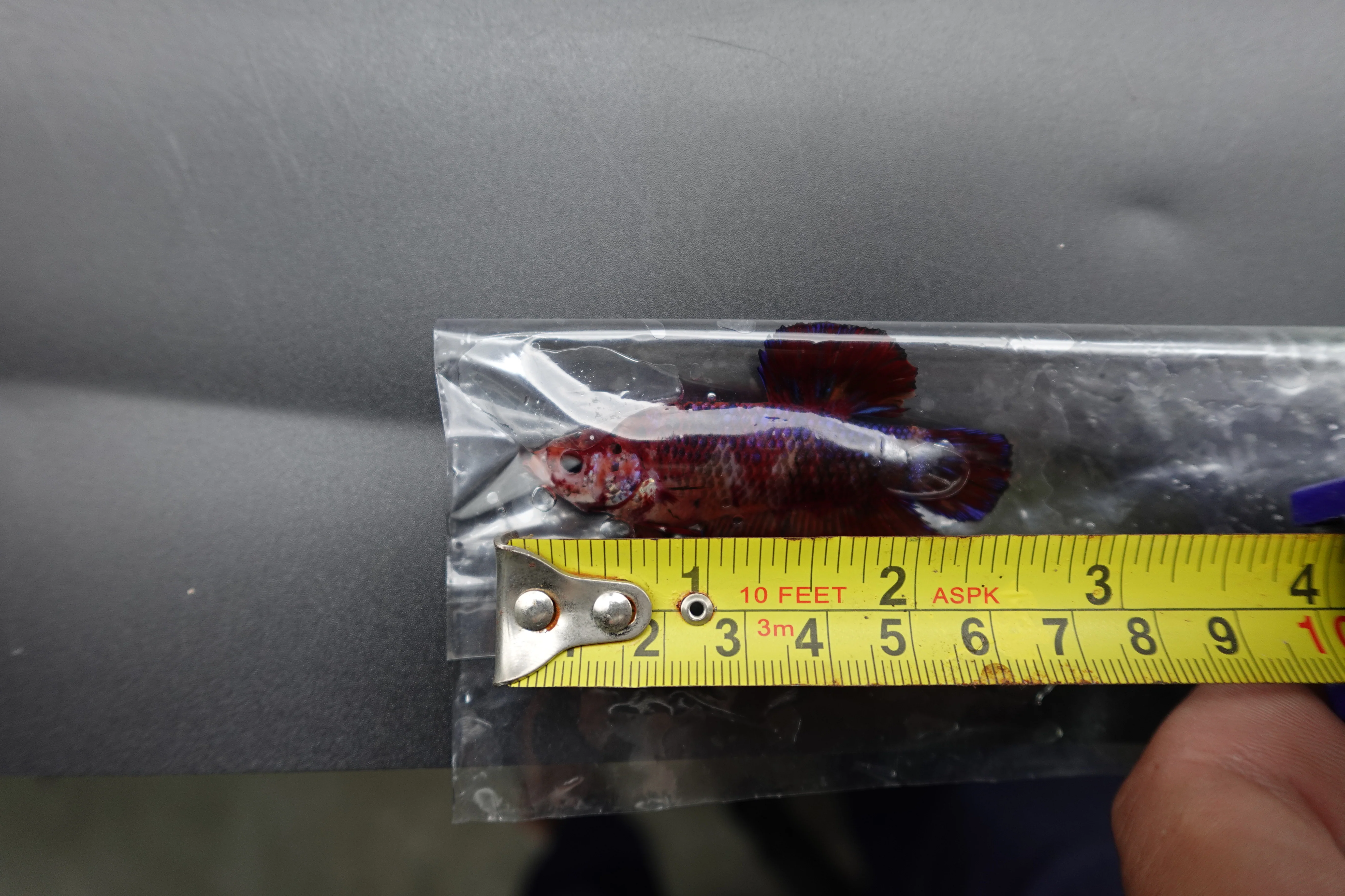 Rare Giant Multicolors Betta Fish (Male) - Image 4
