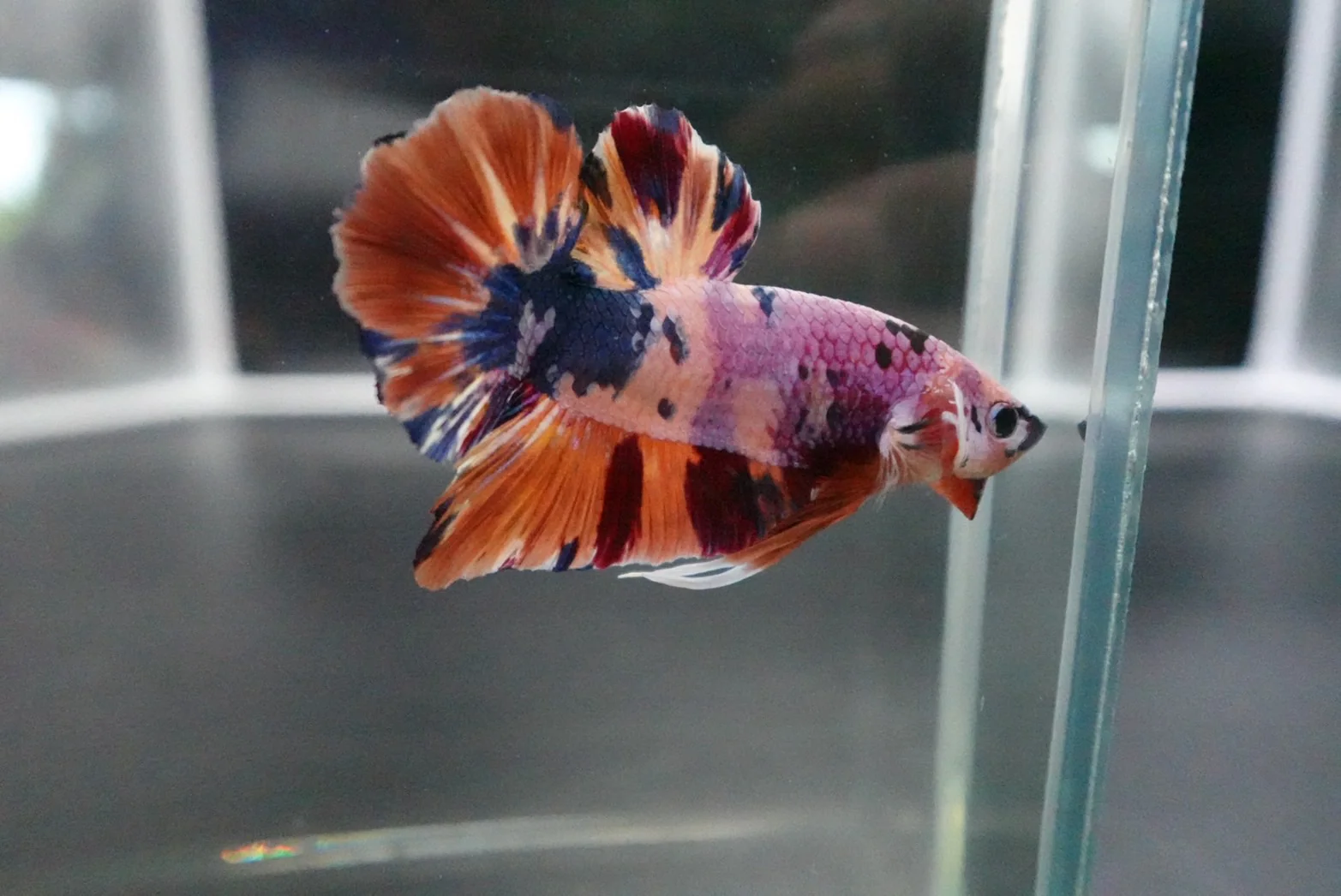 Rare Giant Multicolors Betta Fish (Male) - Image 2