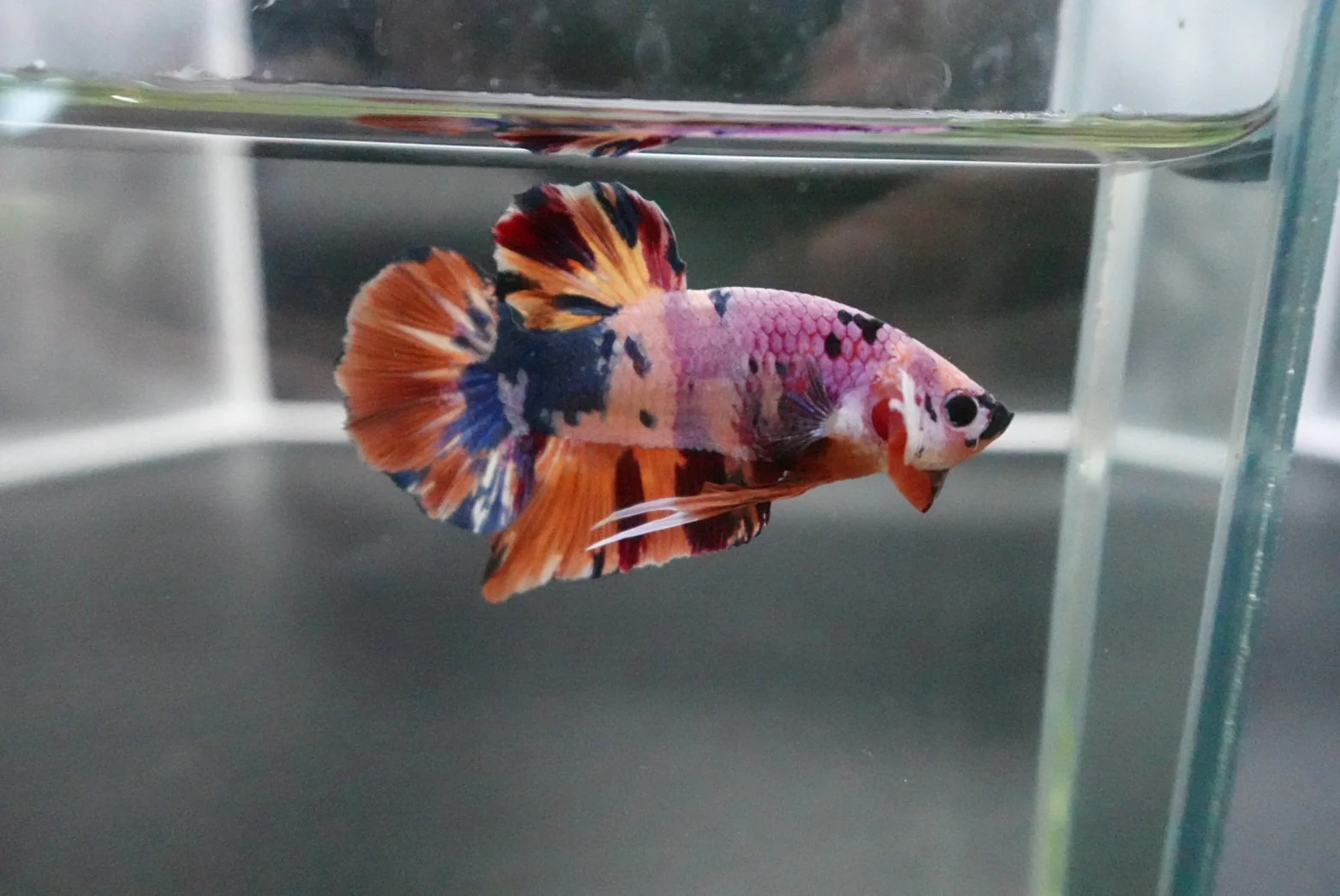 Rare Giant Multicolors Betta Fish (Male) - Image 3