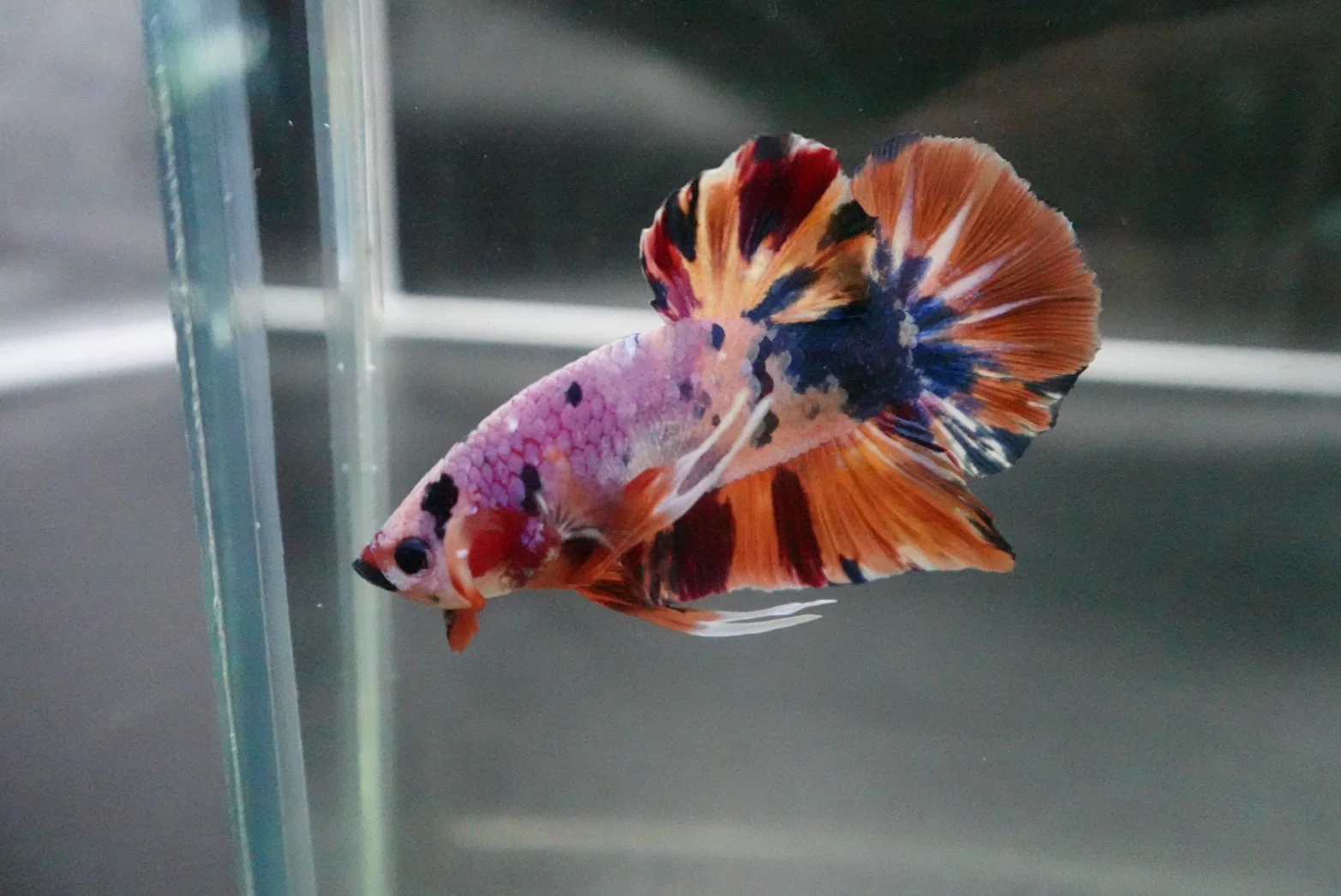 Rare Giant Multicolors Betta Fish (Male) - Image 4
