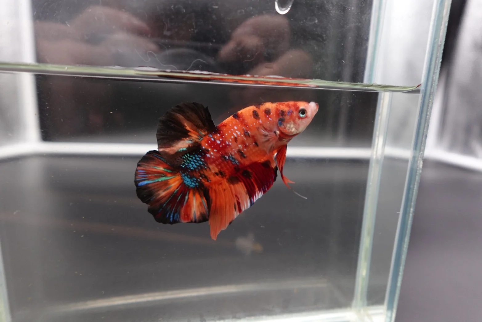Rare Giant Multicolors Betta Fish (Male) - Image 2