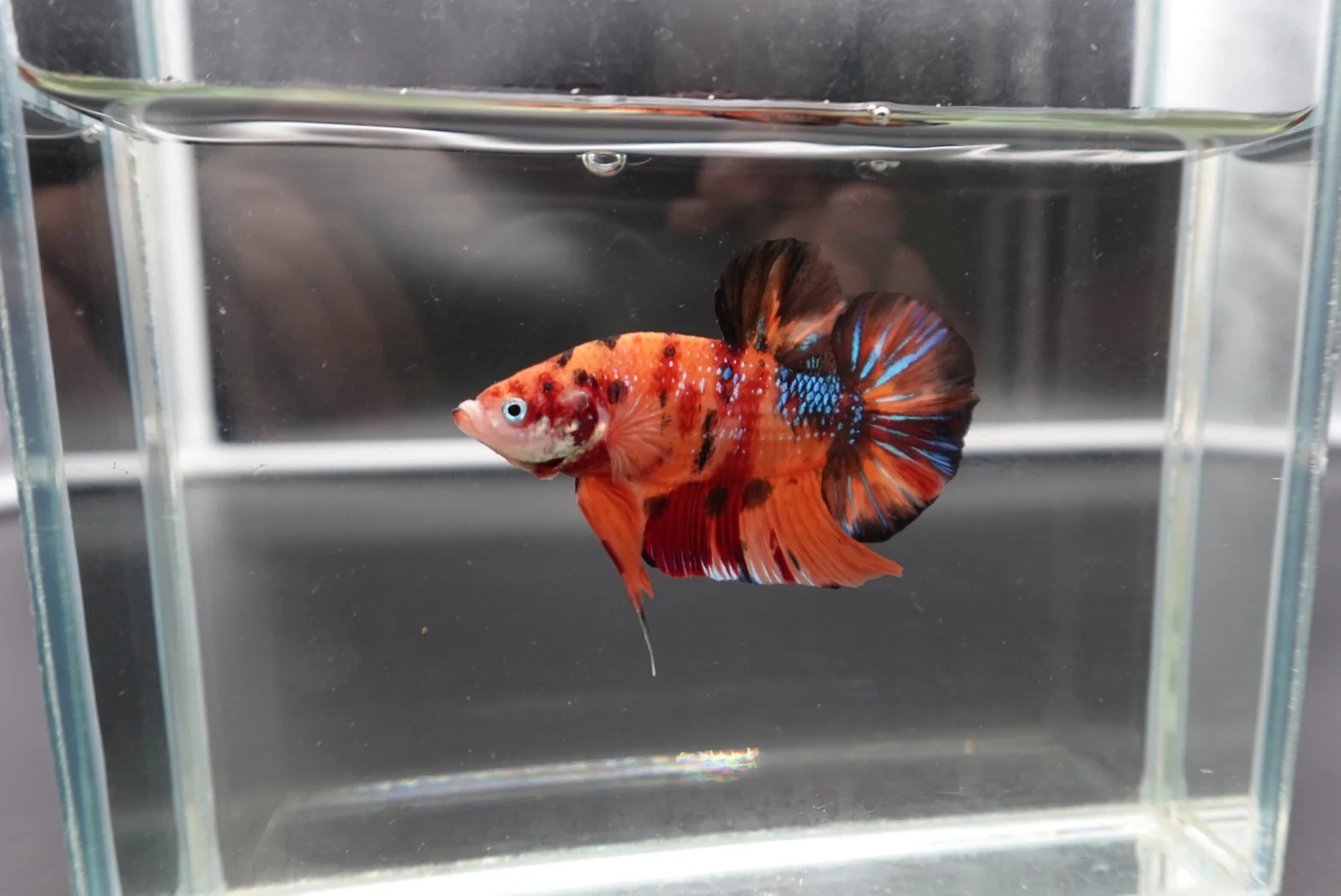 Rare Giant Multicolors Betta Fish (Male) - Image 3