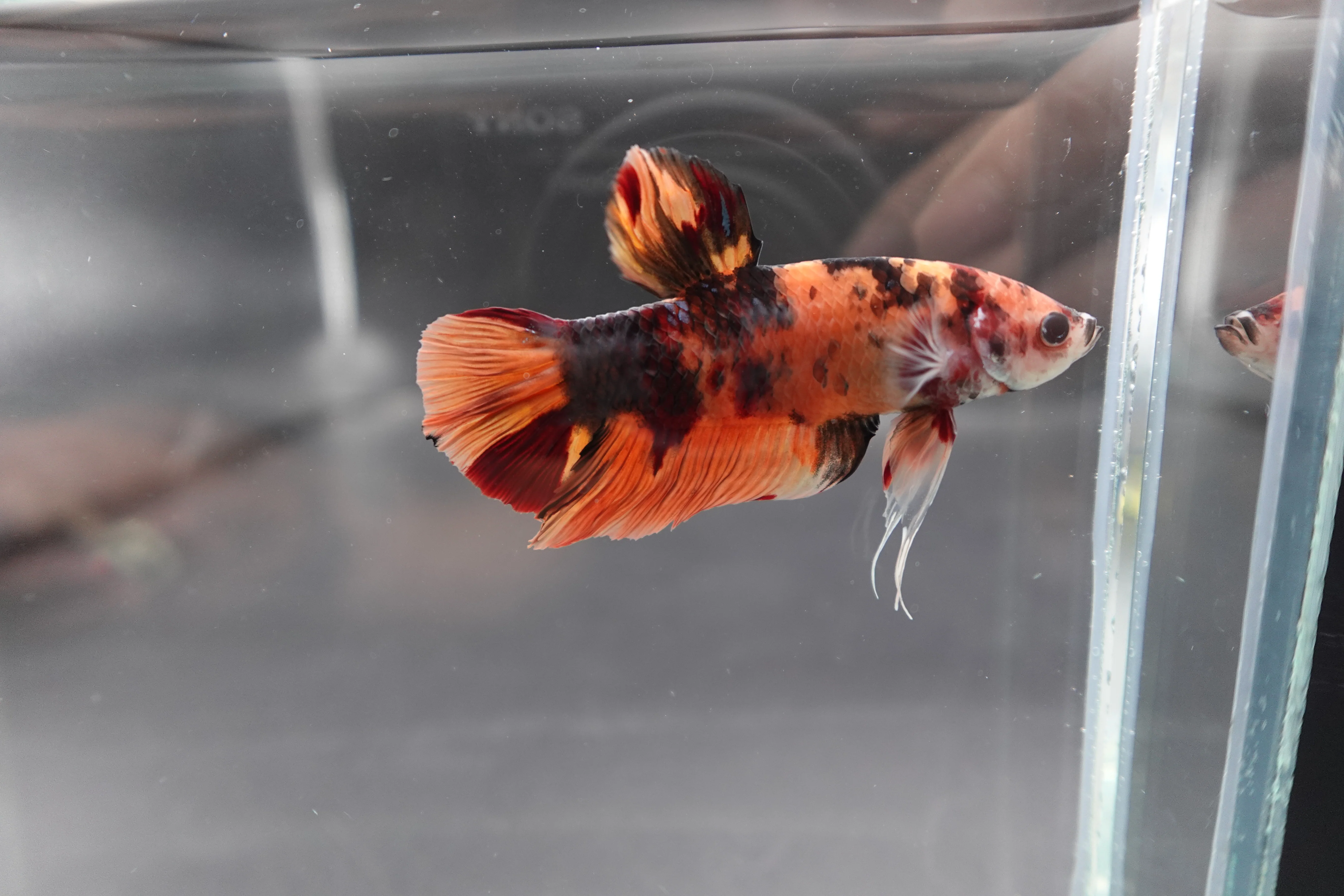 Rare Giant Multicolors Betta Fish (Male) - Image 2