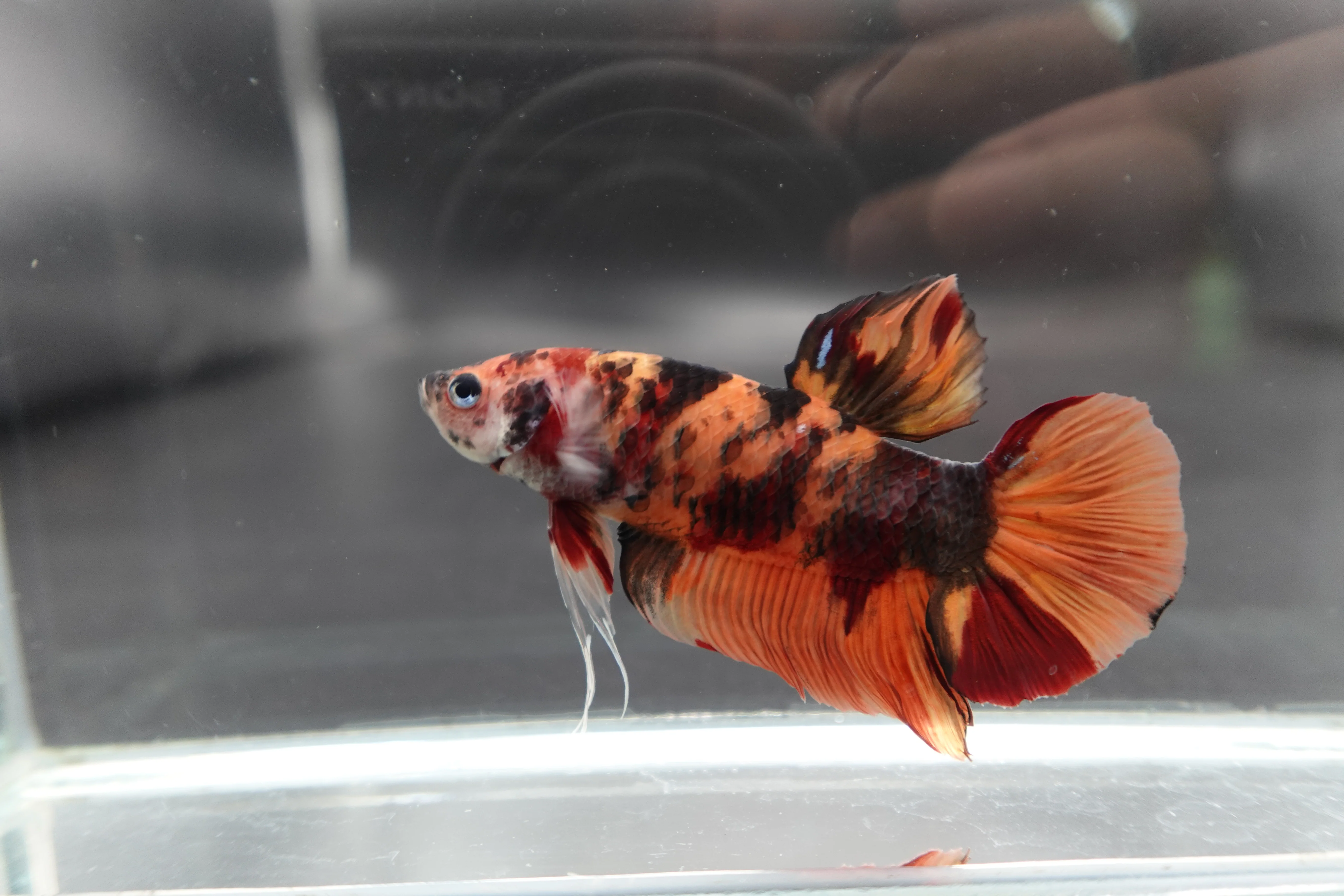Rare Giant Multicolors Betta Fish (Male) - Image 3