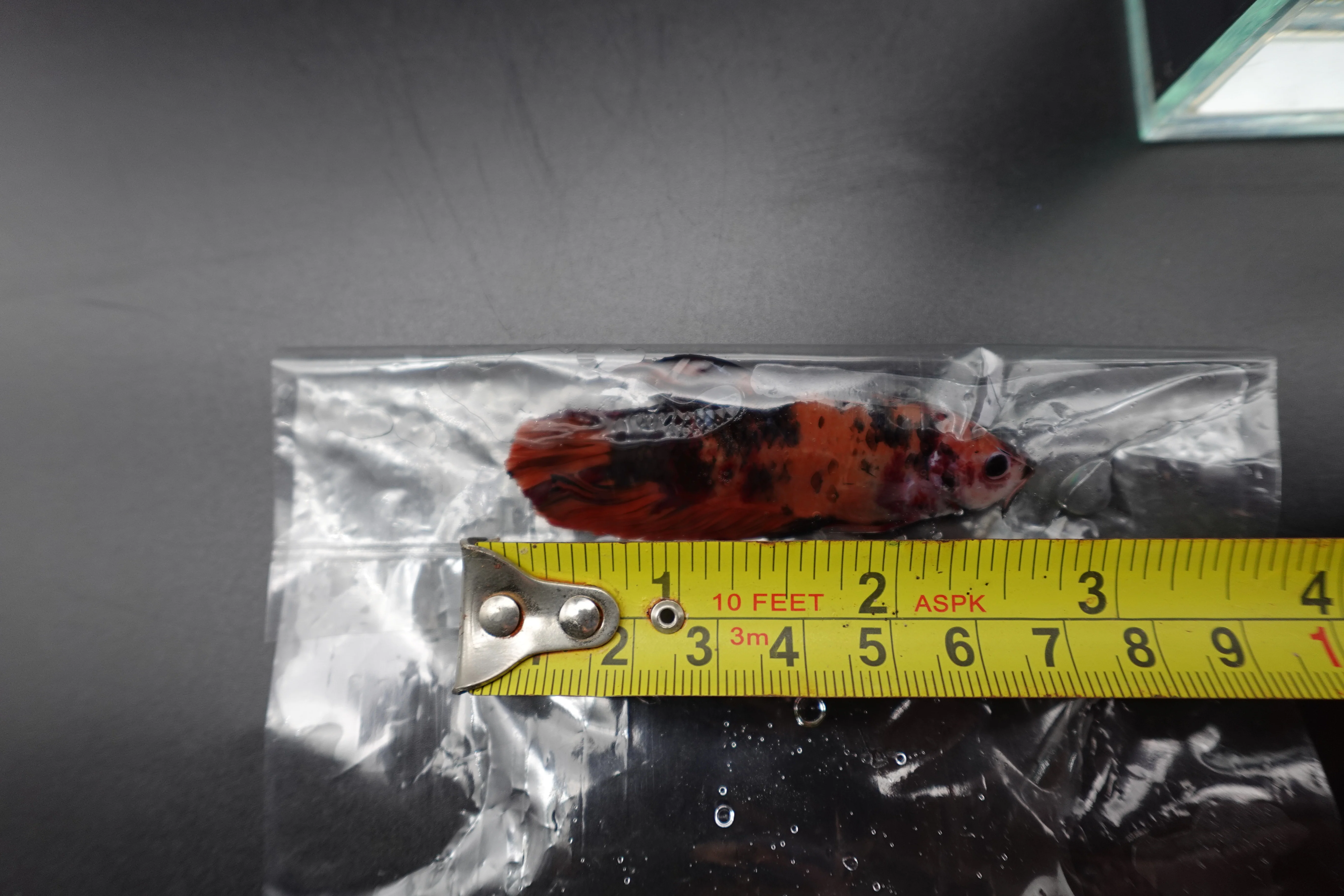 Rare Giant Multicolors Betta Fish (Male) - Image 4