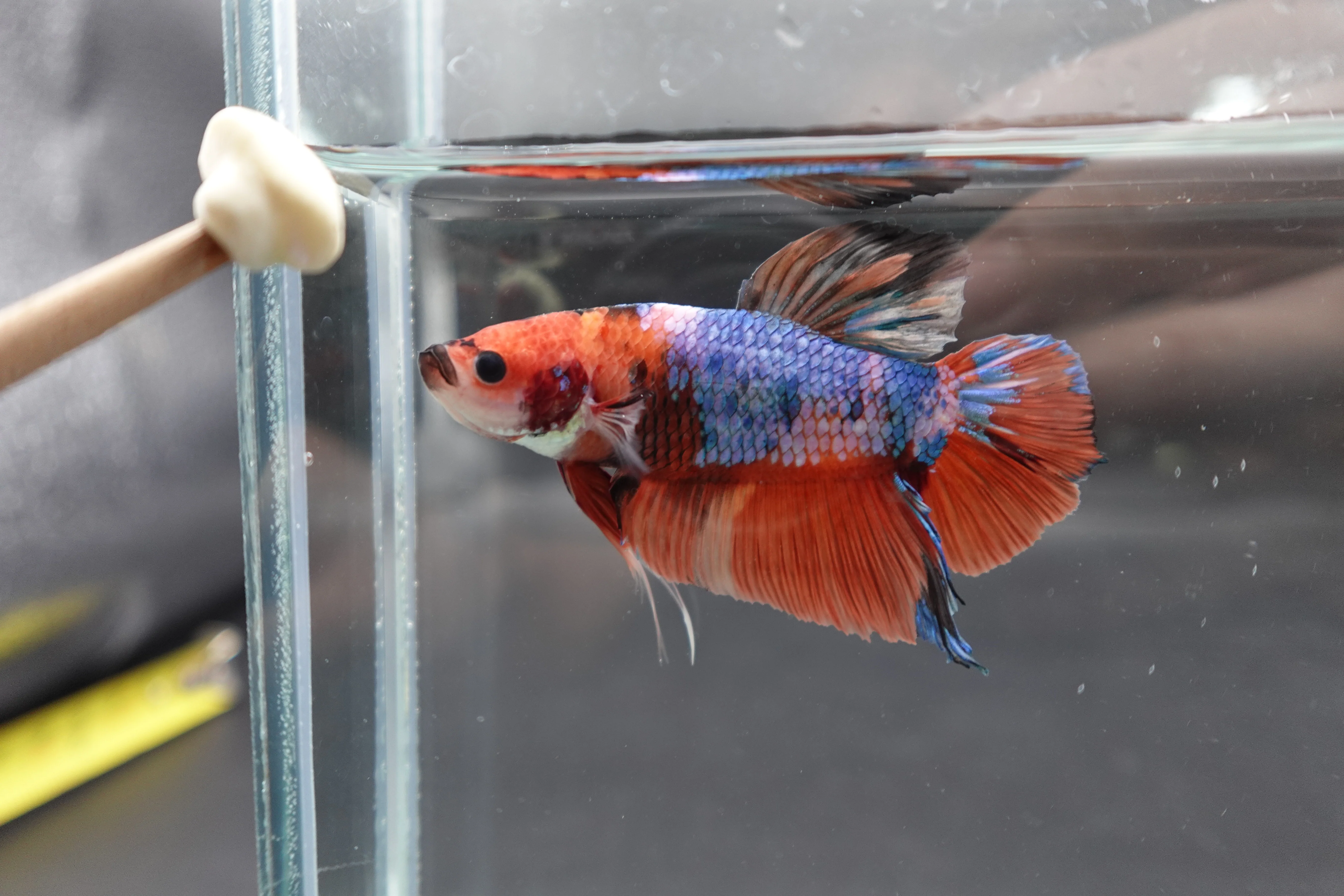 Rare Giant Multicolors Betta Fish (Male) - Image 2