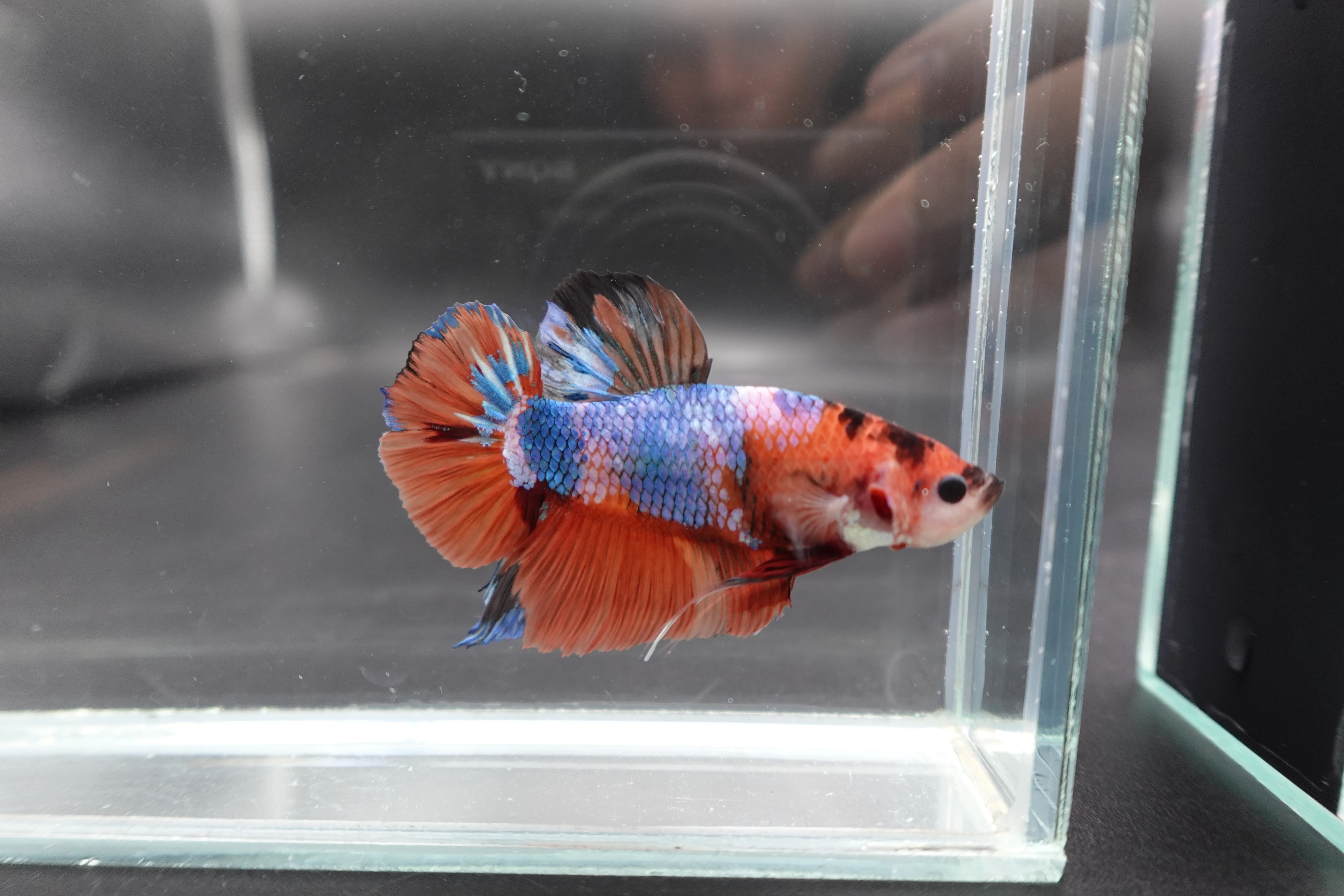 Rare Giant Multicolors Betta Fish (Male) - Image 3