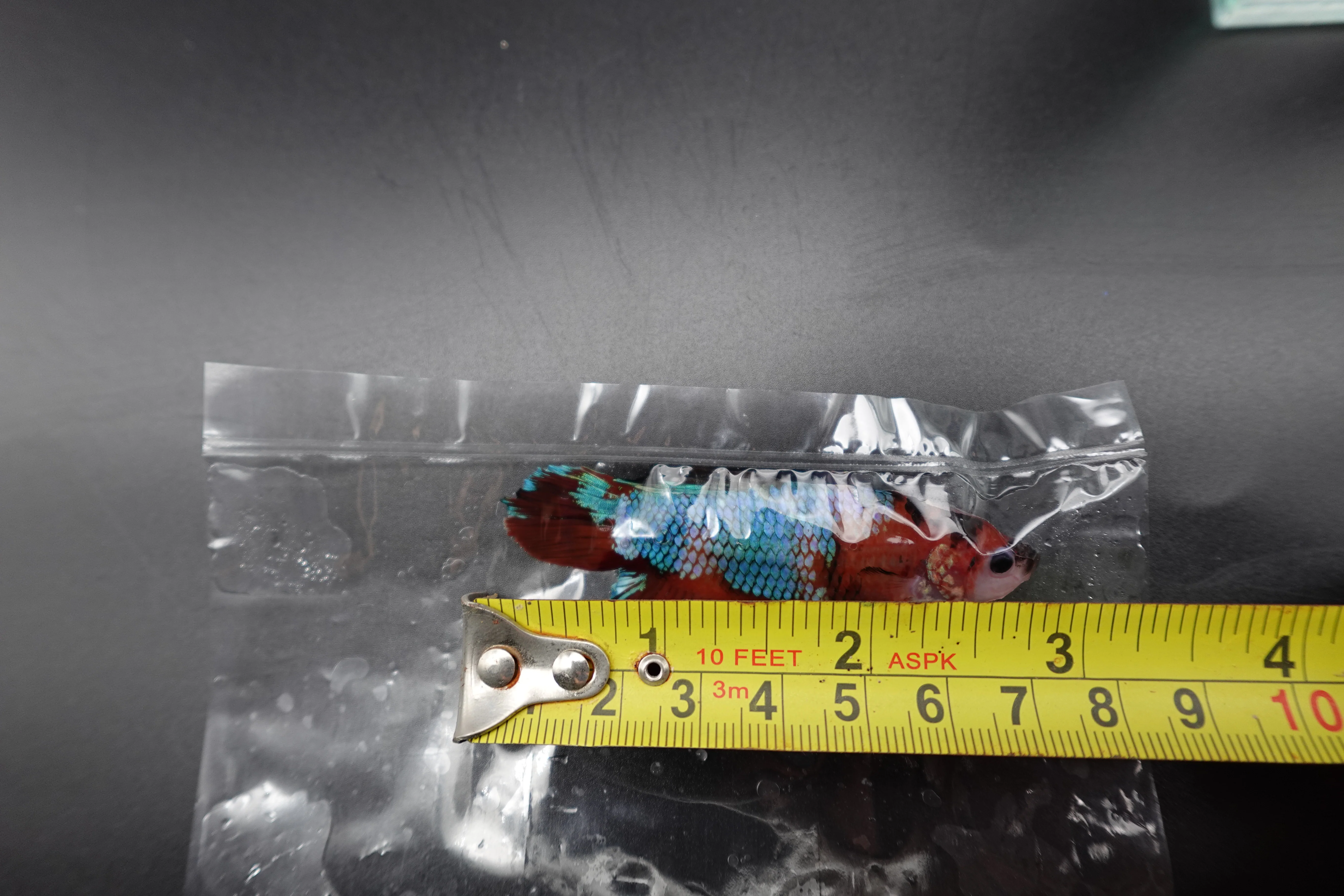Rare Giant Multicolors Betta Fish (Male) - Image 4