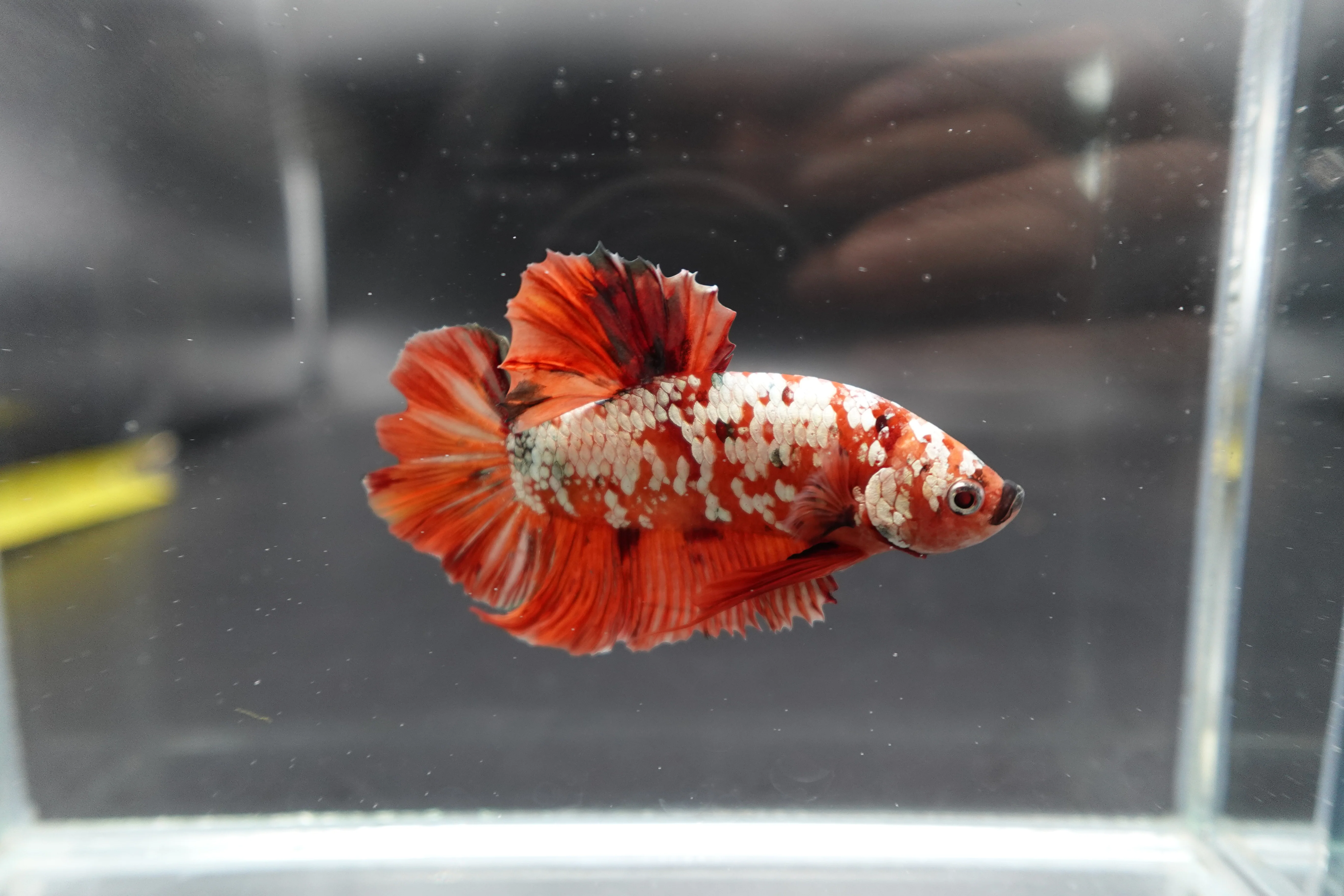 Rare Giant Red Copper Betta Fish (Male) - Image 2
