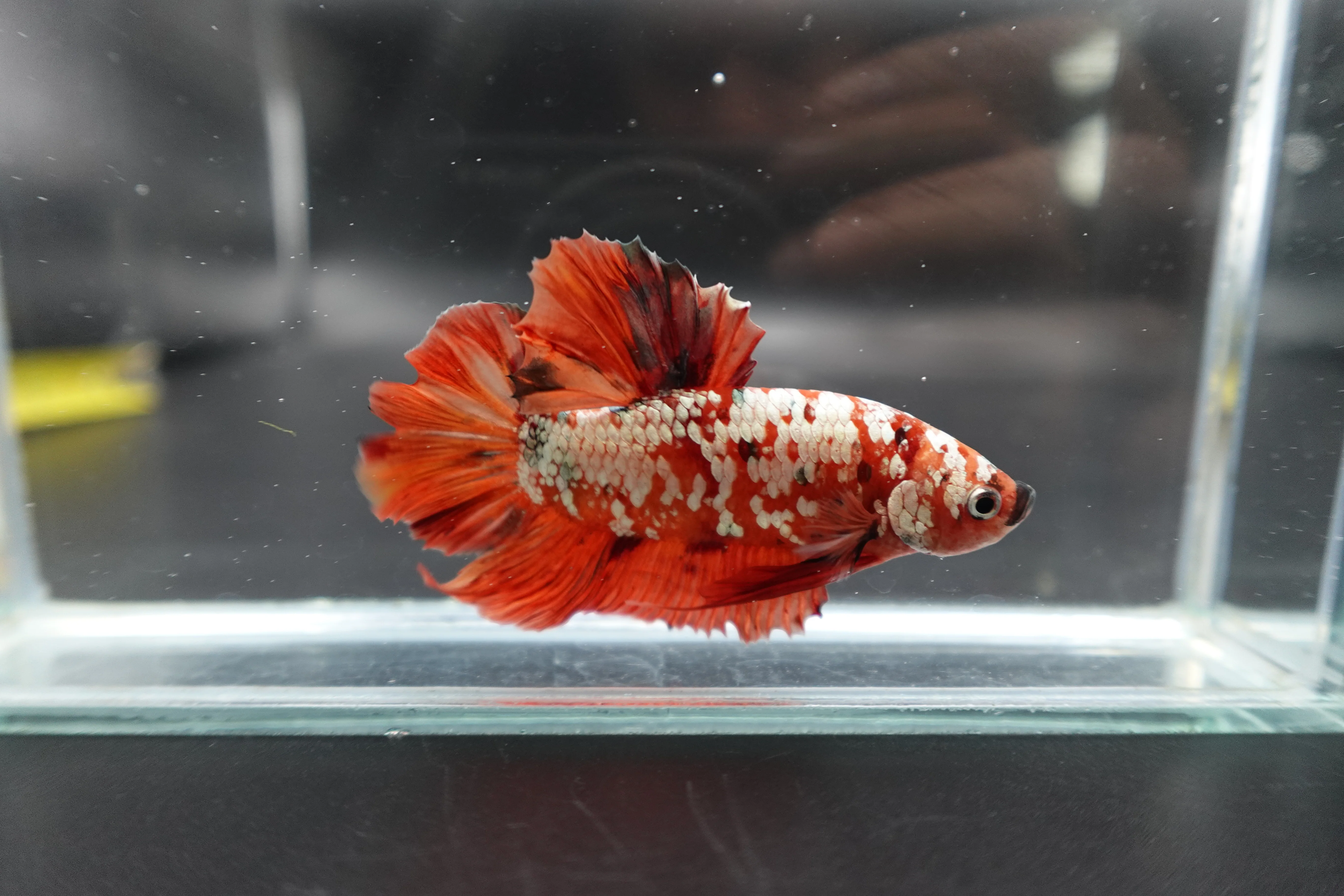 Rare Giant Red Copper Betta Fish (Male) - Image 3
