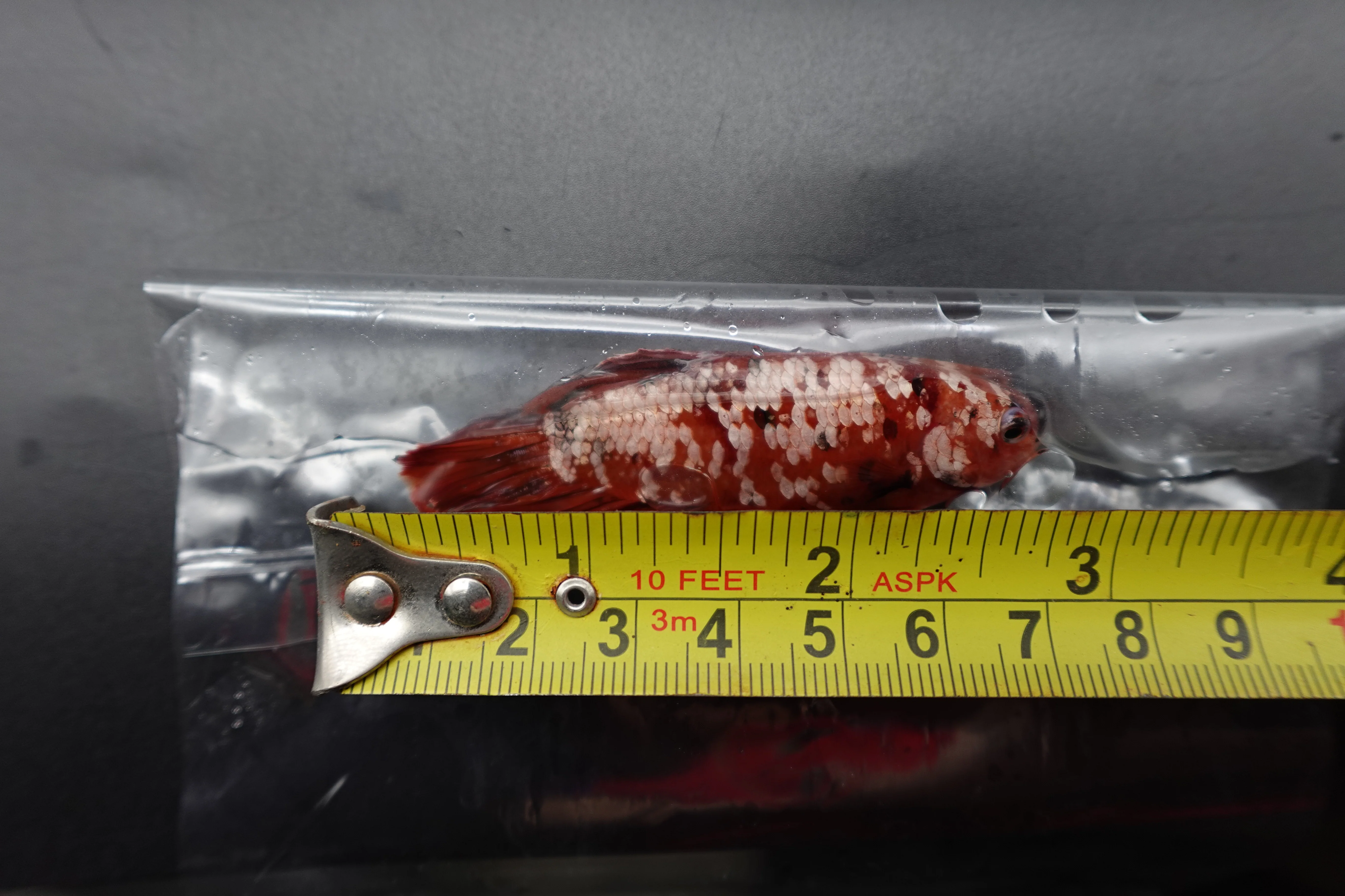 Rare Giant Red Copper Betta Fish (Male) - Image 4