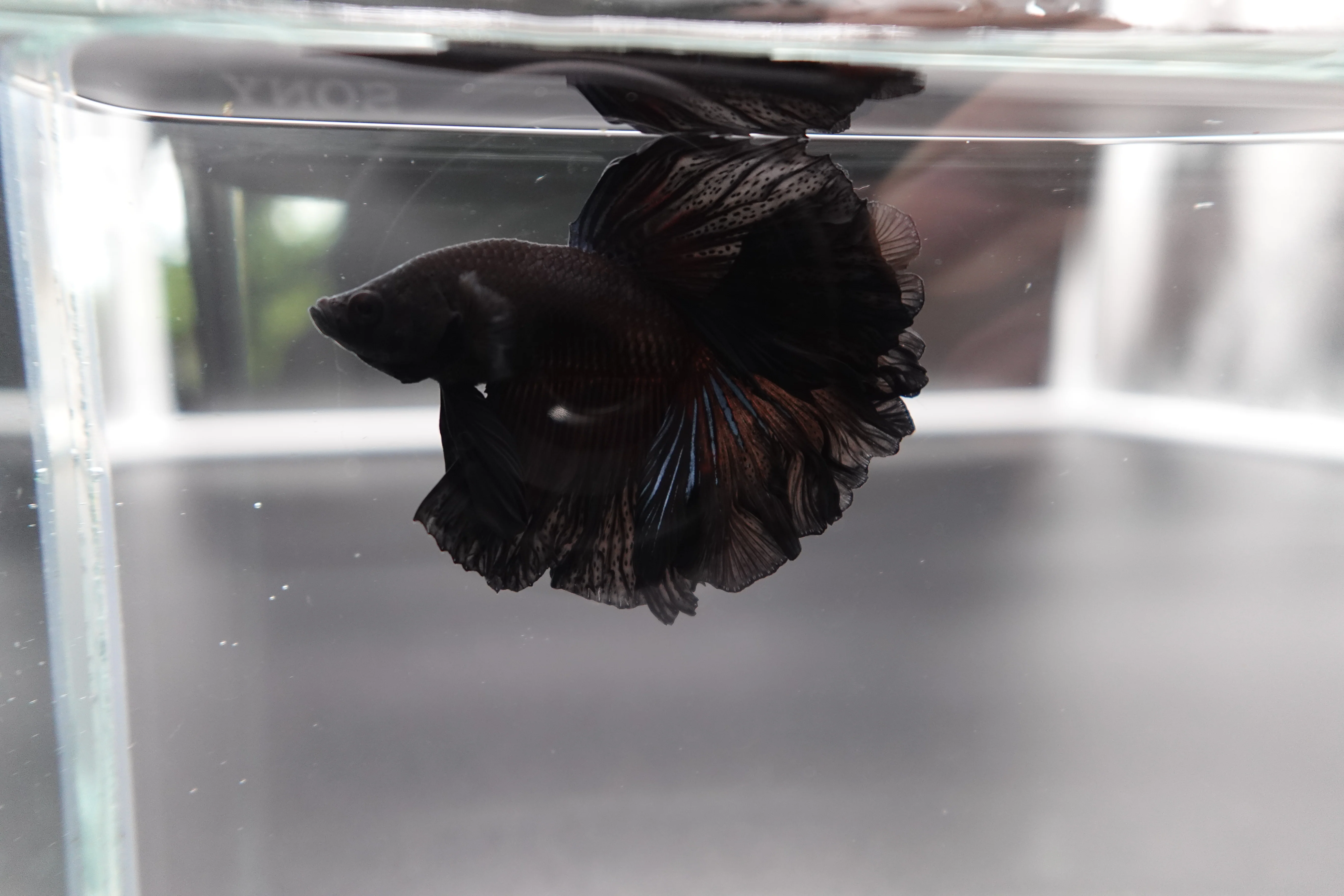 Rare Halfmoon Black Betta Fish (Male) - Image 2
