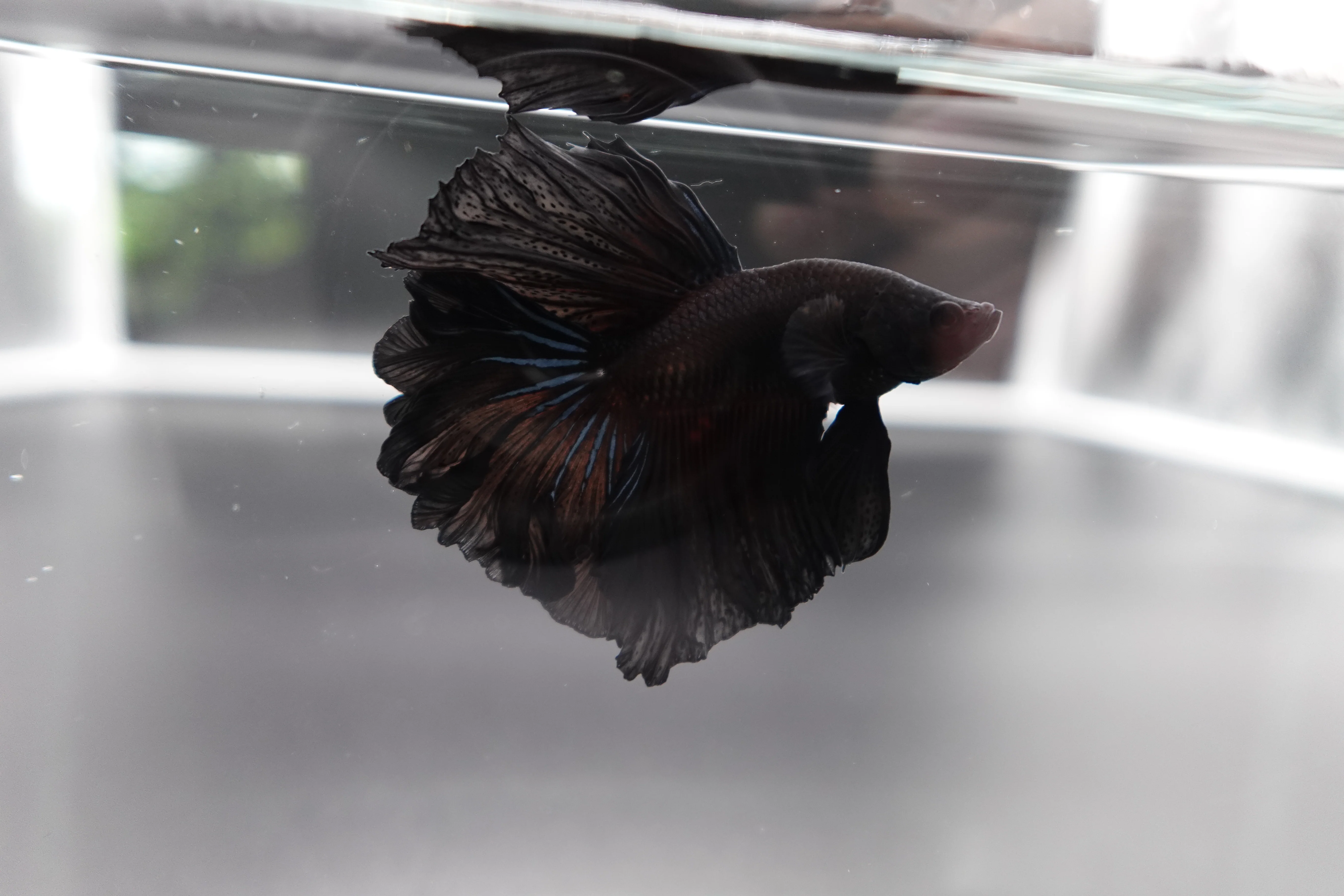 Rare Halfmoon Black Betta Fish (Male) - Image 3