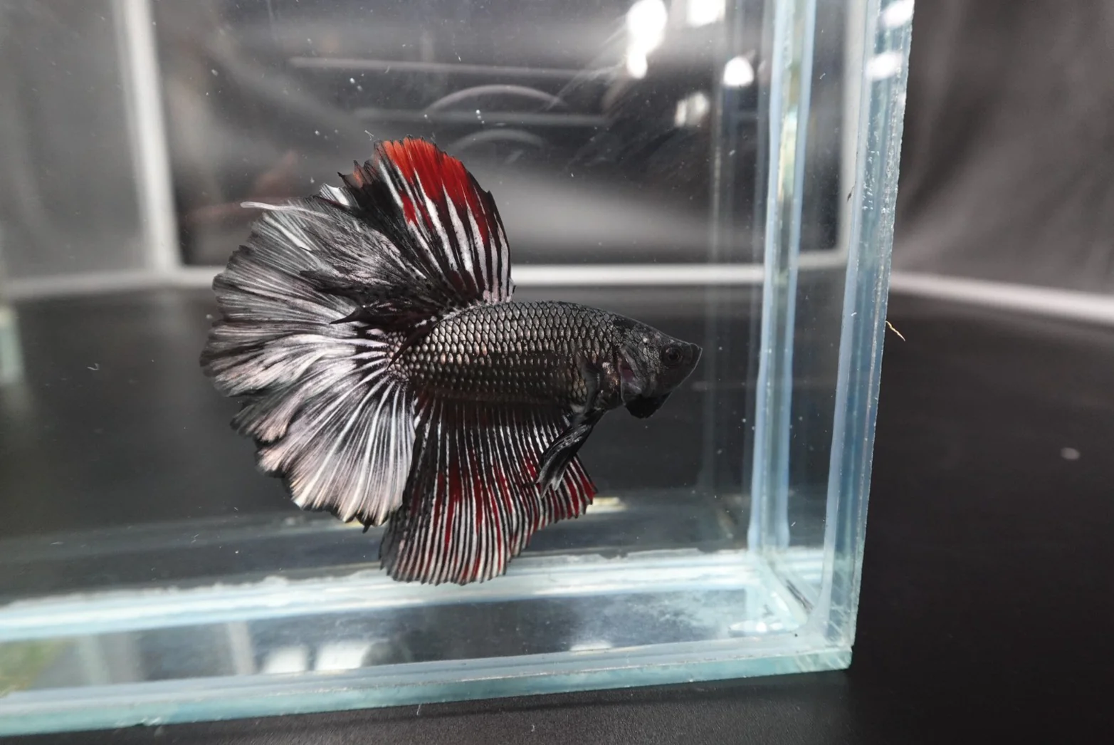 Rare Halfmoon Black Copper Betta Fish (Male) - Image 3