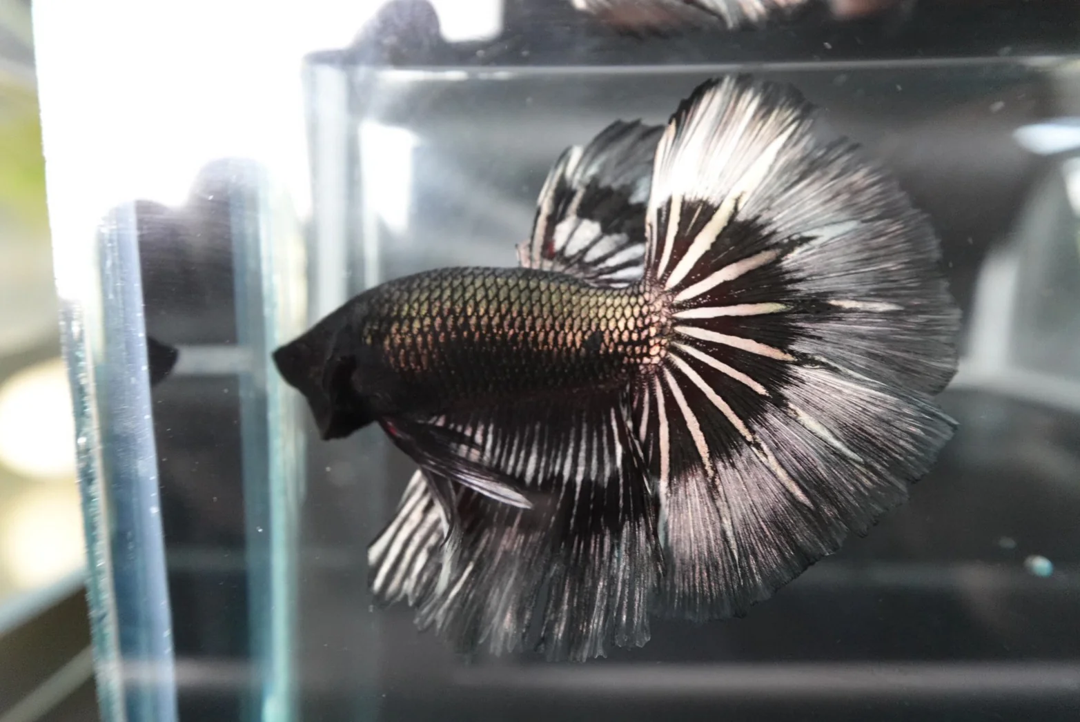 Rare Halfmoon Black Copper Butterfly Betta Fish (Male) - Image 2