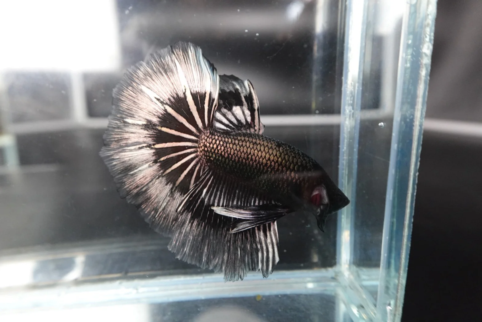 Rare Halfmoon Black Copper Butterfly Betta Fish (Male) - Image 3