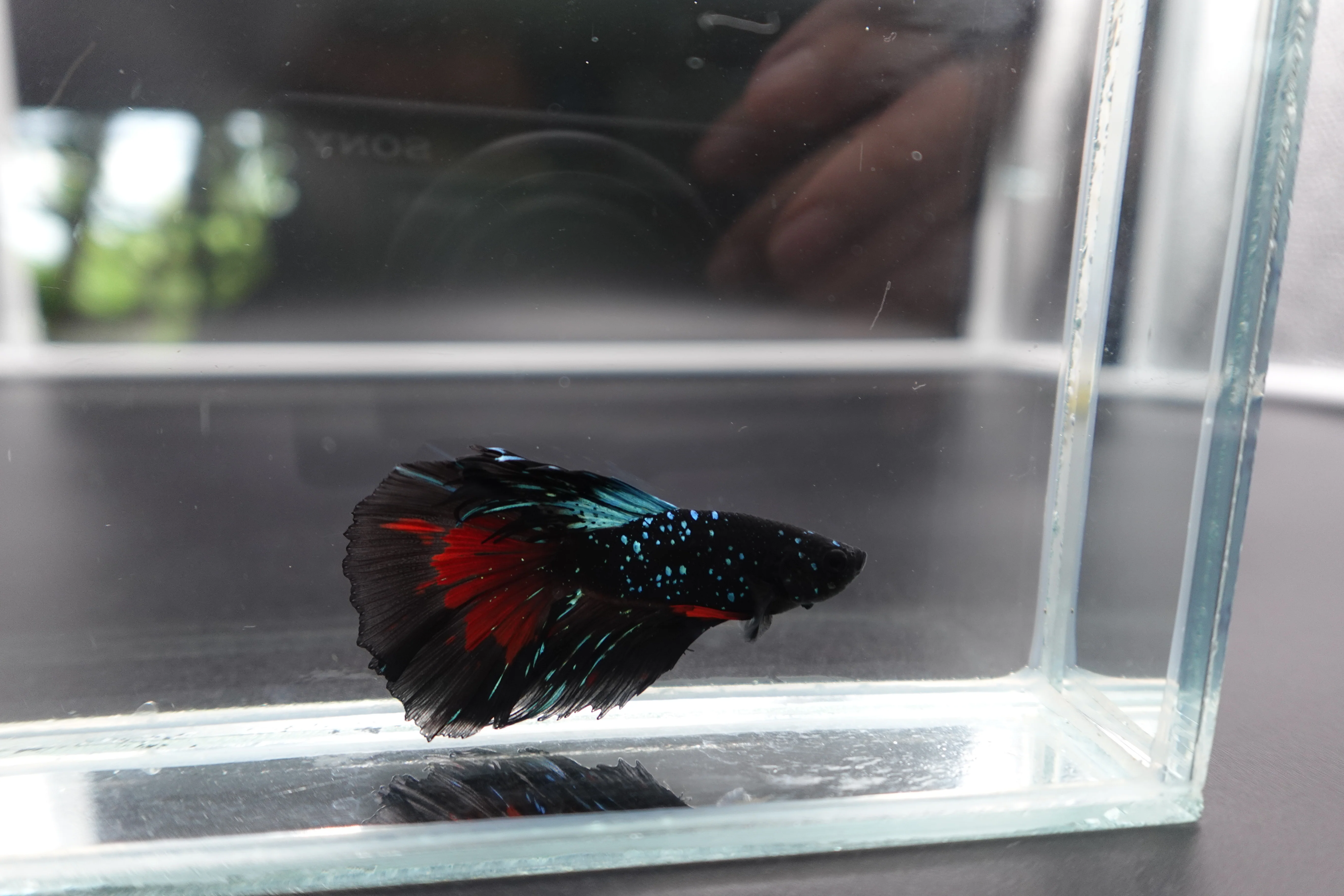 Rare Halfmoon Black Star Betta Fish (Male) - Image 2