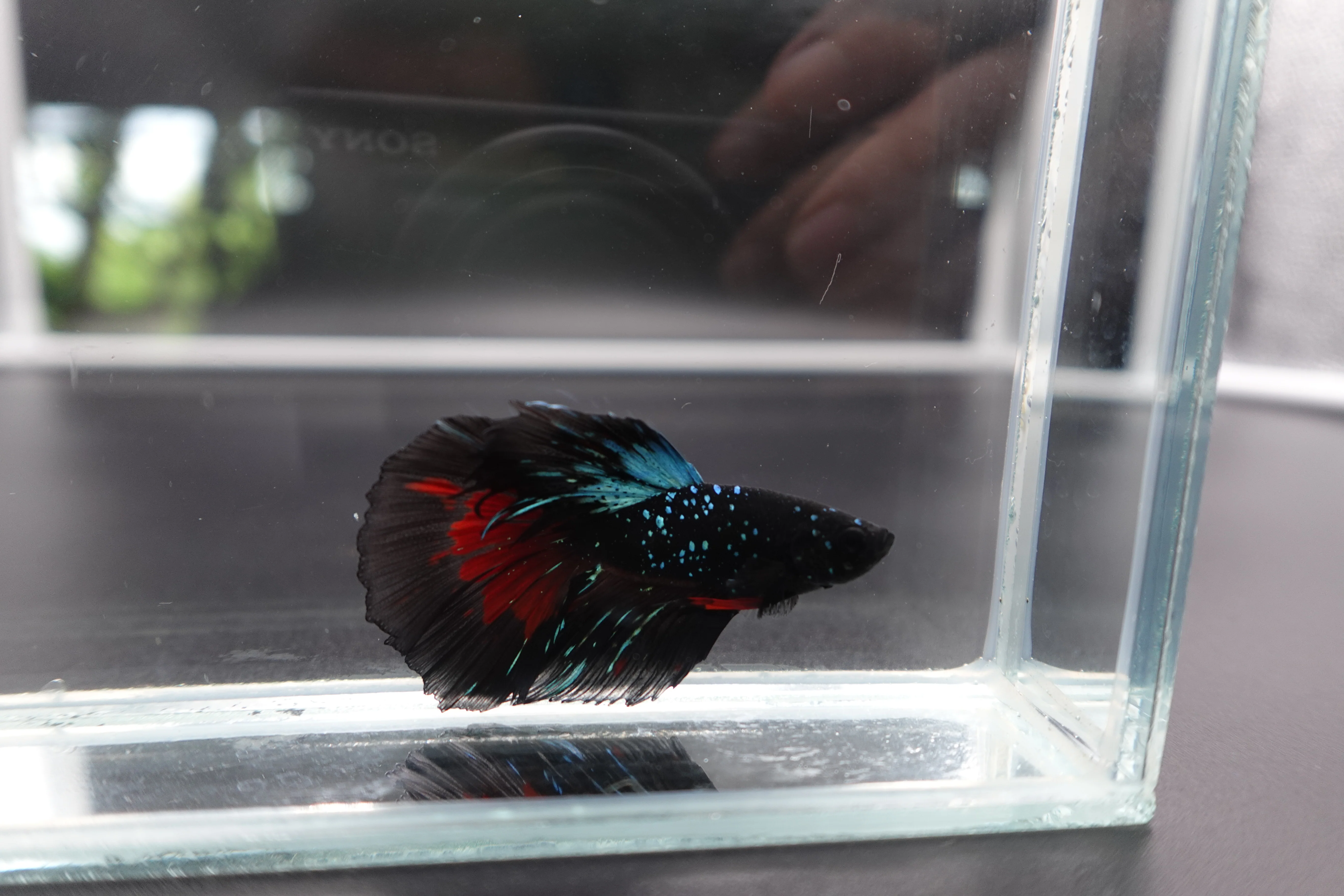 Rare Halfmoon Black Star Betta Fish (Male) - Image 3