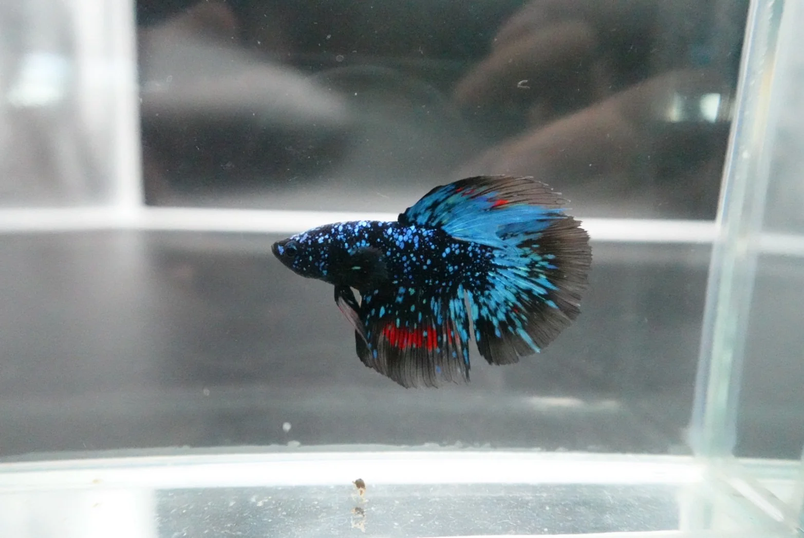 Rare Halfmoon Black Star Betta Fish (Male) - Image 2