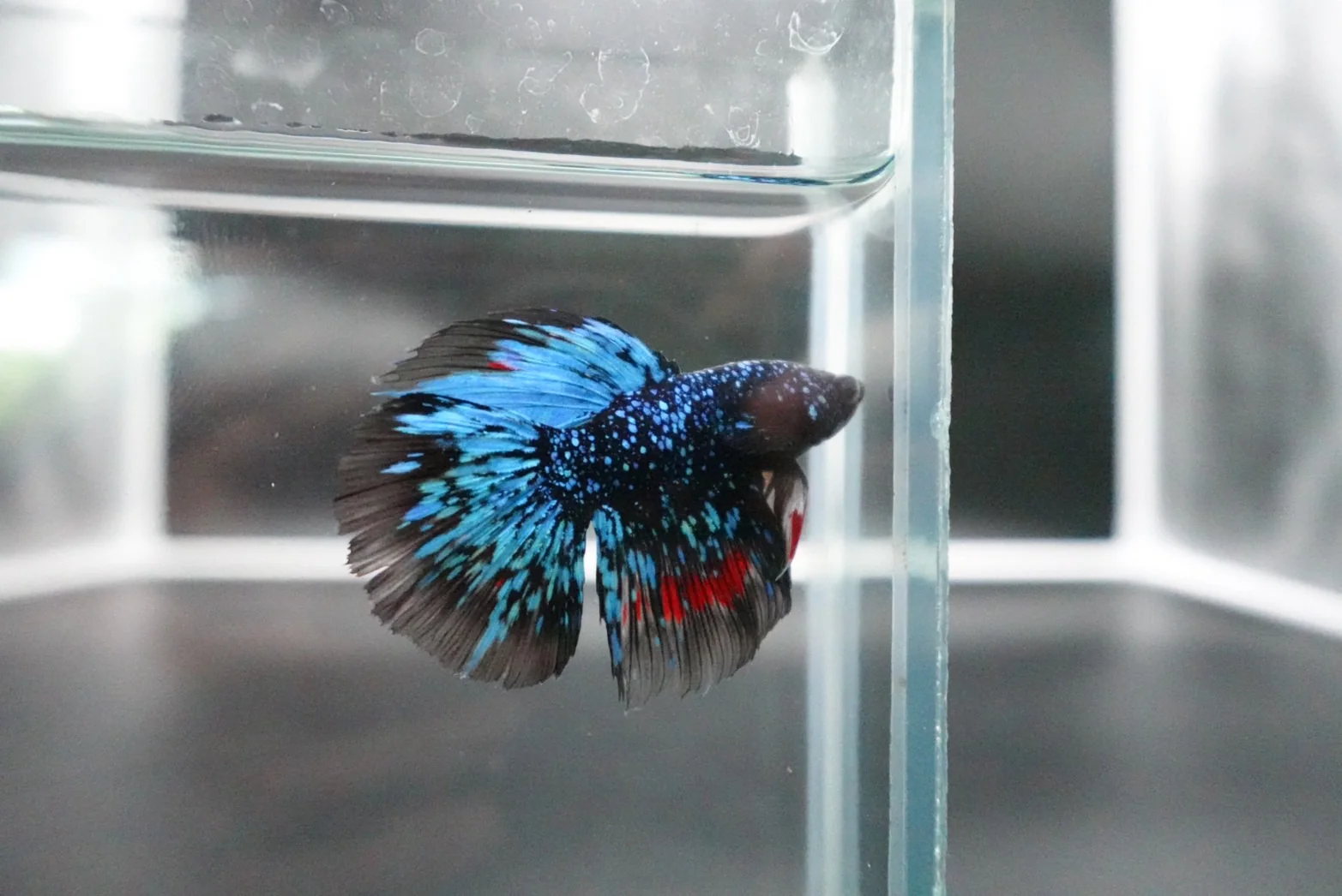 Rare Halfmoon Black Star Betta Fish (Male) - Image 3