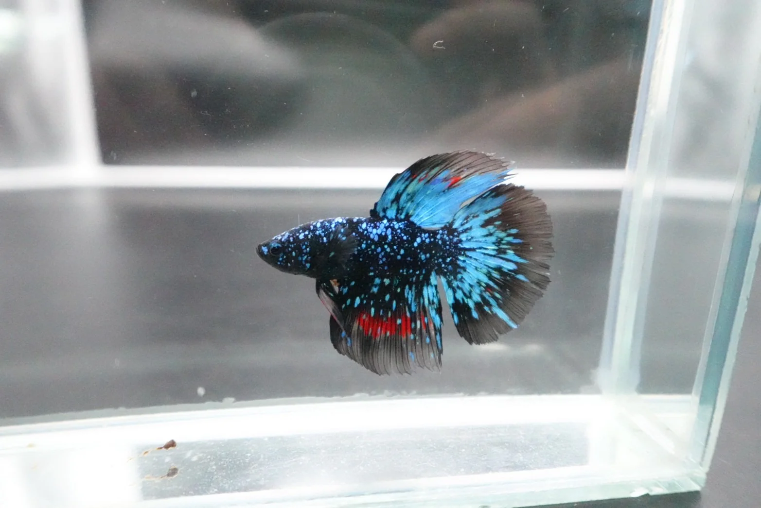 Rare Halfmoon Black Star Betta Fish (Male) - Image 4