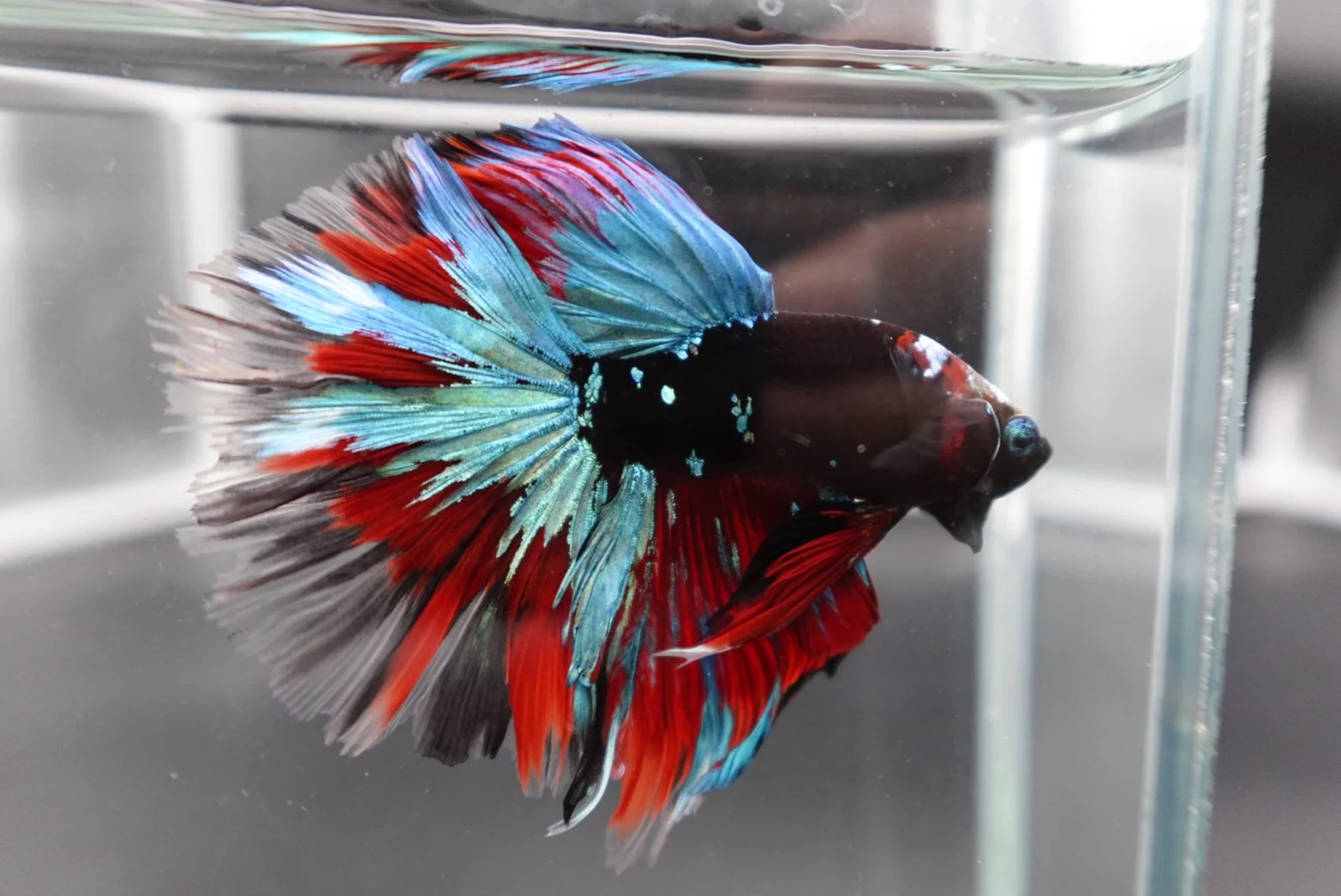 Rare Halfmoon Black Star Betta Fish (Male) - Image 2