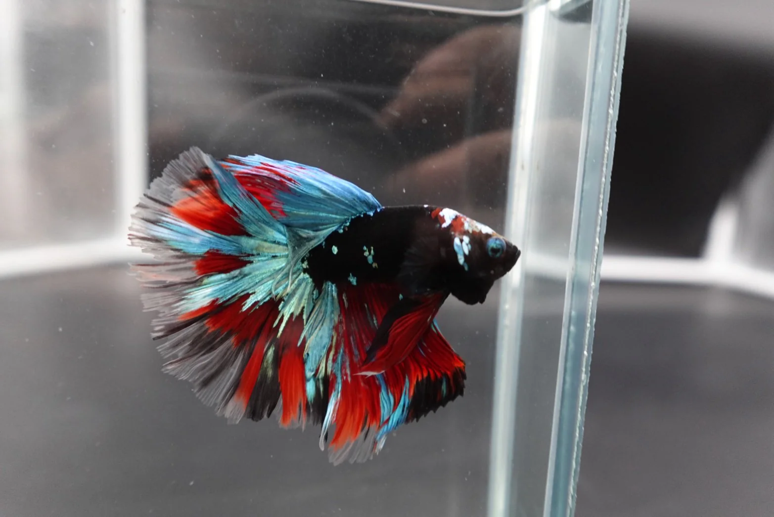 Rare Halfmoon Black Star Betta Fish (Male) - Image 3