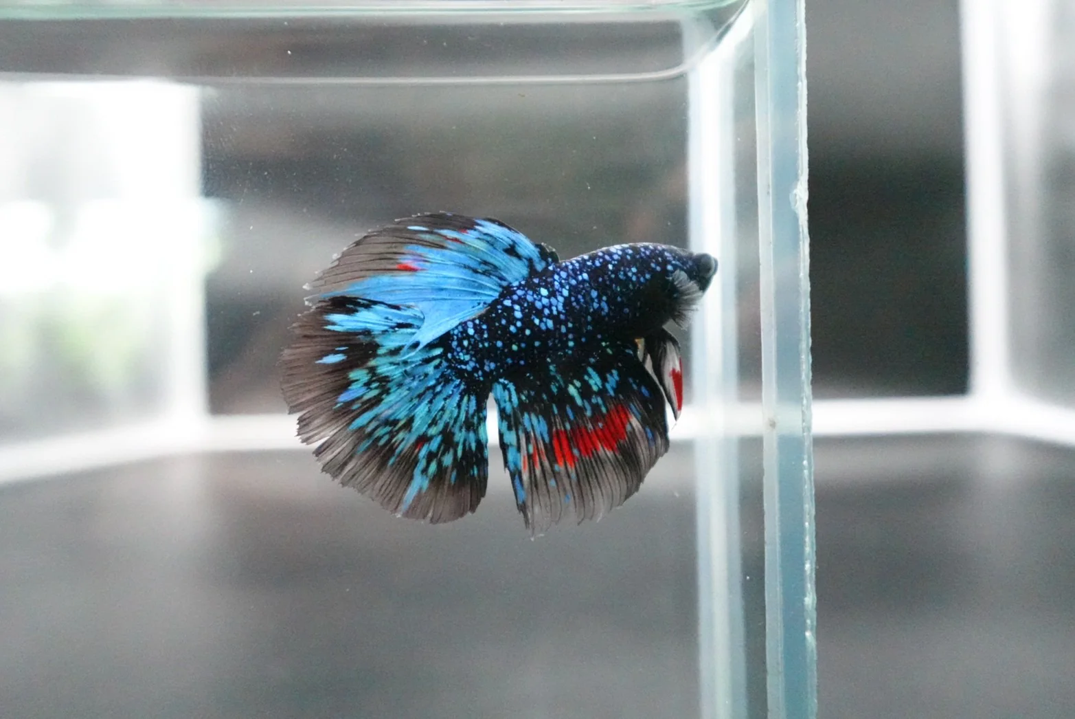 Rare Halfmoon Black Star Betta Fish (Male) - Image 5