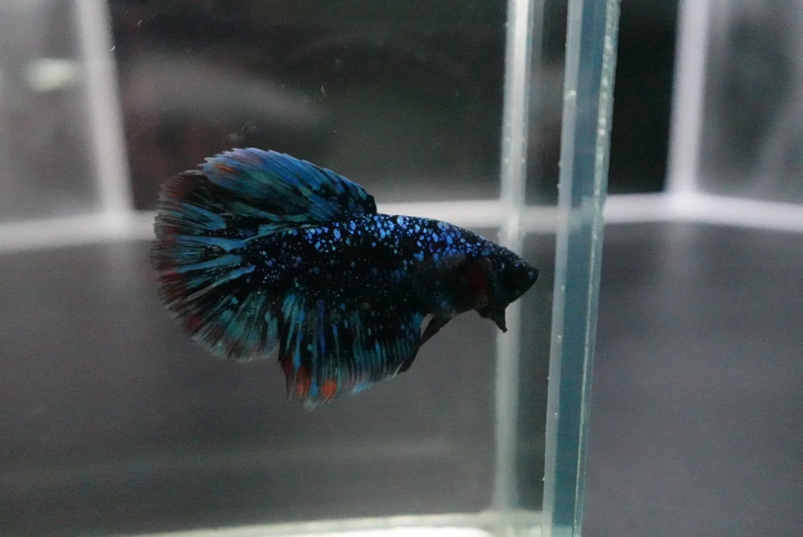 Rare Halfmoon Black Star Betta Fish (Male) - Image 2