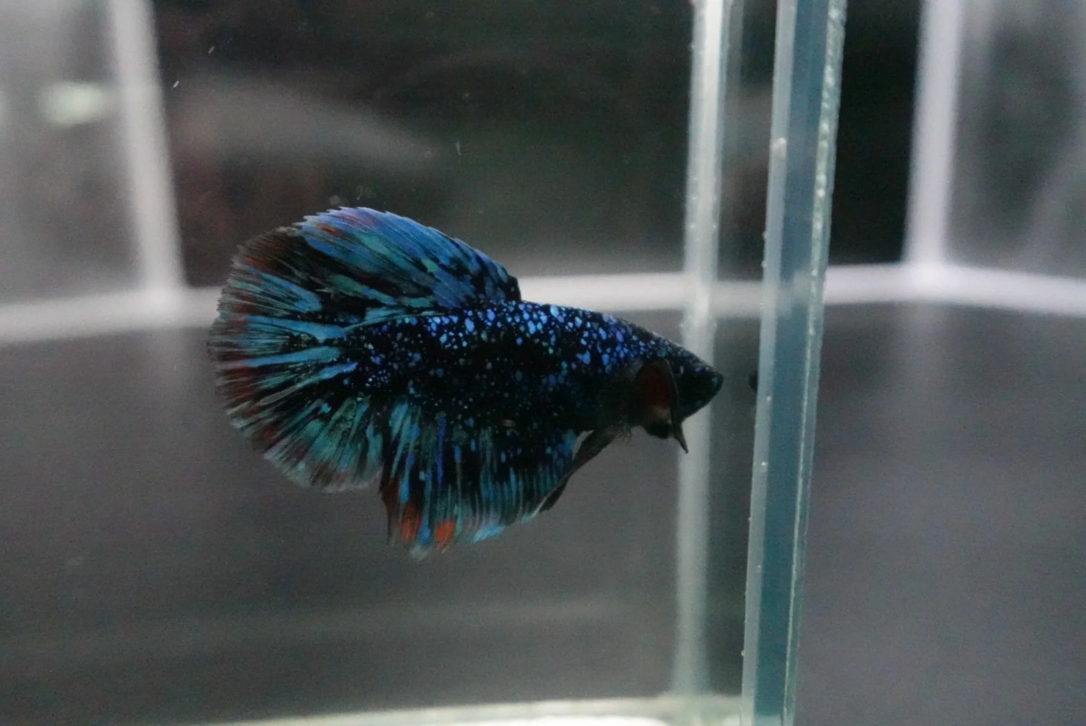 Rare Halfmoon Black Star Betta Fish (Male) - Image 3