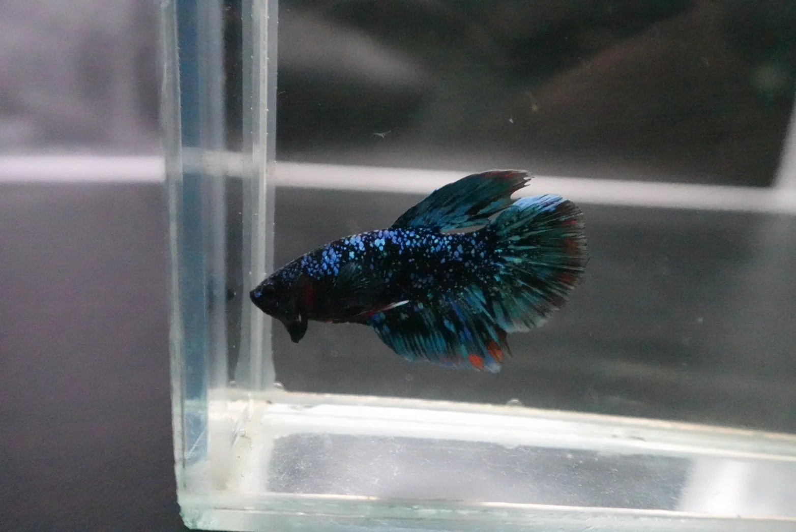Rare Halfmoon Black Star Betta Fish (Male) - Image 4