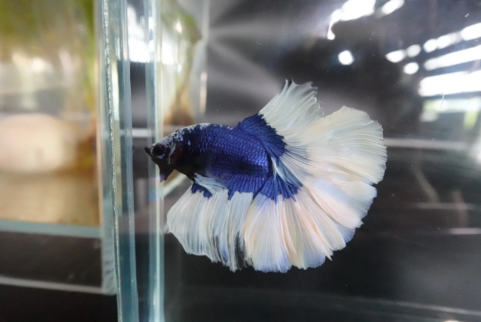 Rare Halfmoon Blue Butterfly Betta Fish (Male) - Image 2