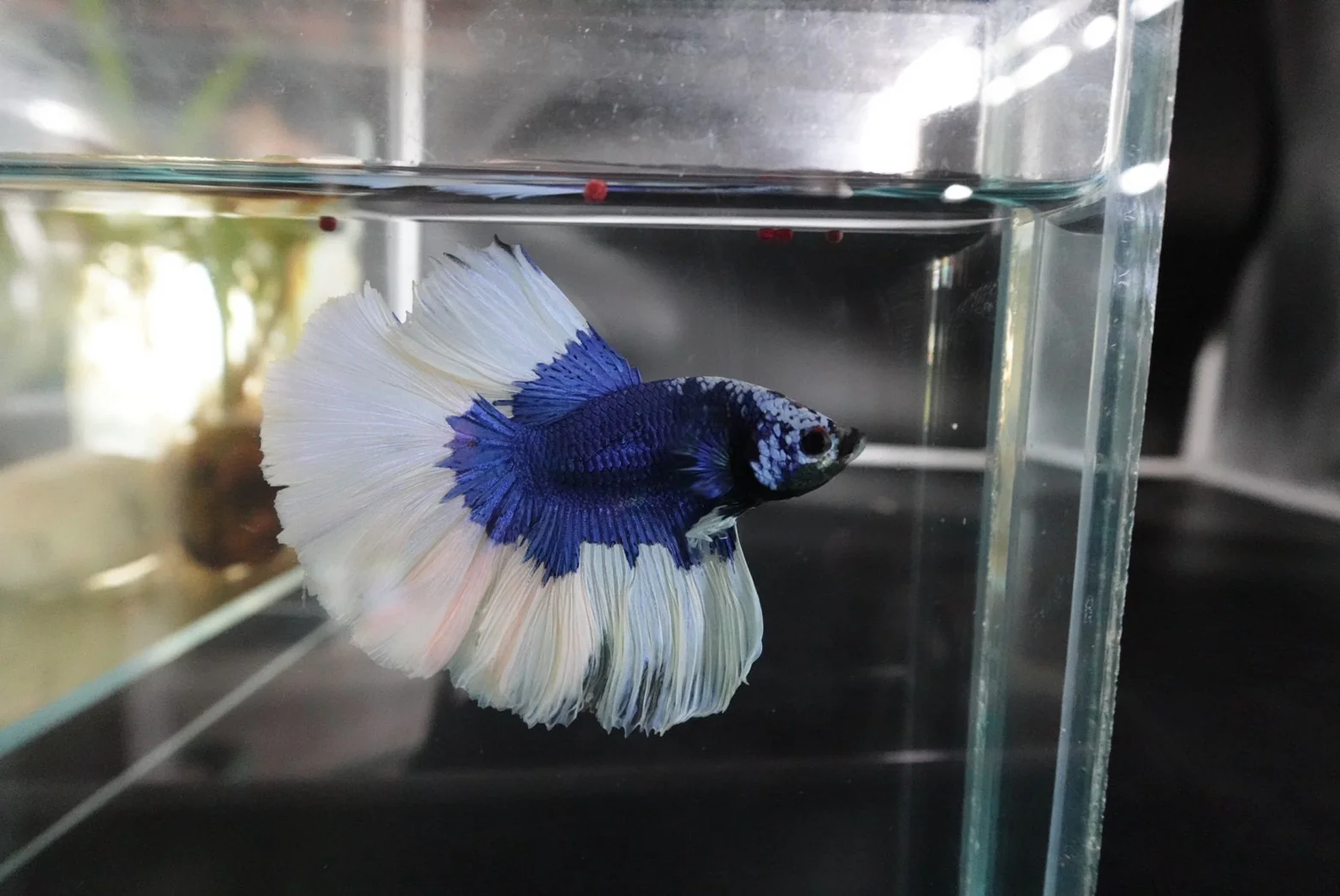 Rare Halfmoon Blue Butterfly Betta Fish (Male) - Image 3