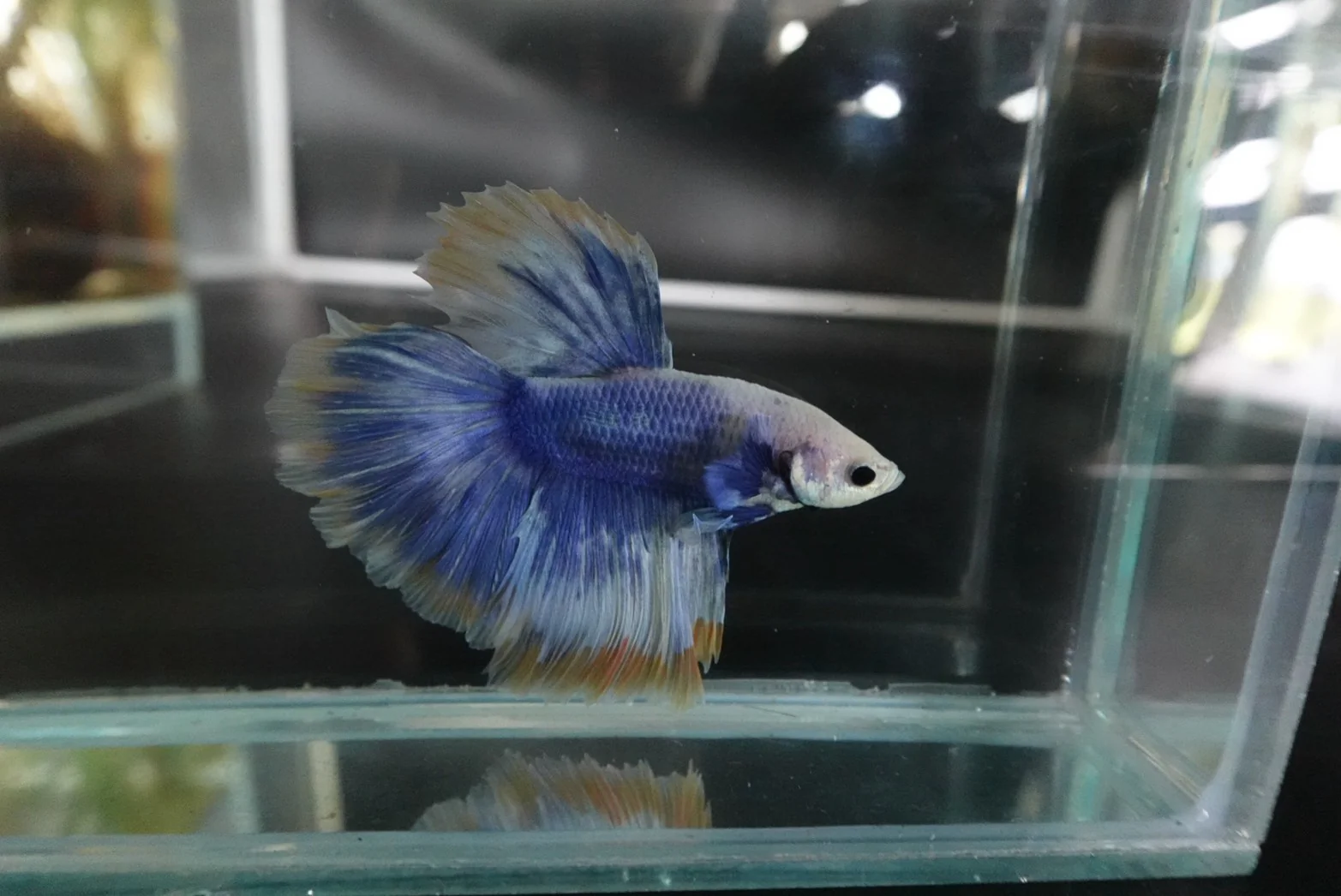 Rare Halfmoon Blue Mustard Betta Fish (Male) - Image 3