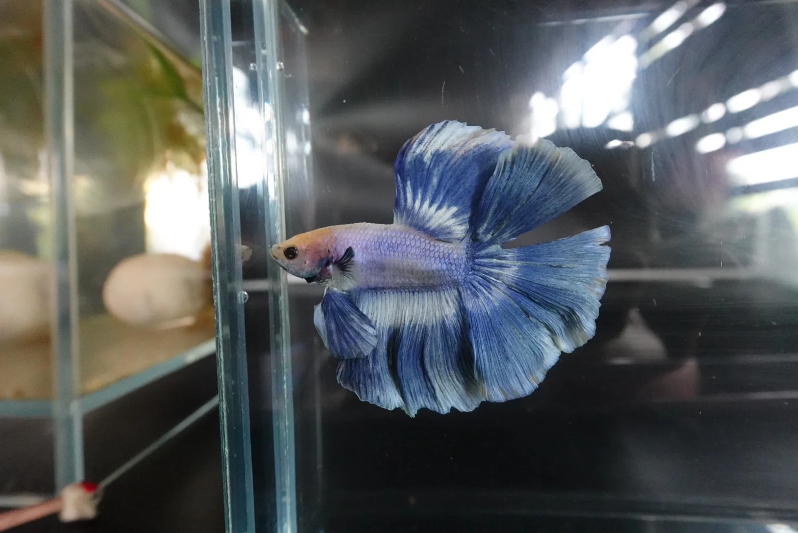 Rare Halfmoon Cloudy Betta Fish (Male) - Image 2