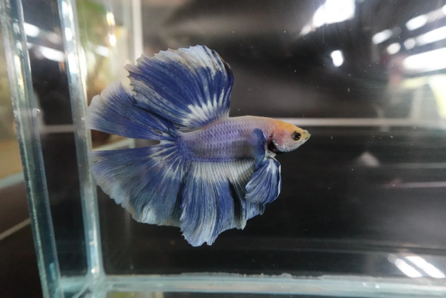 Rare Halfmoon Cloudy Betta Fish (Male) - Image 3