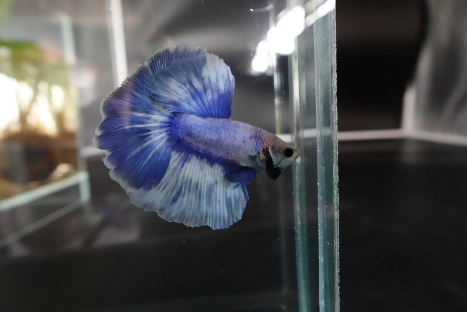 Rare Halfmoon cloudy Betta Fish (Male) - Image 2