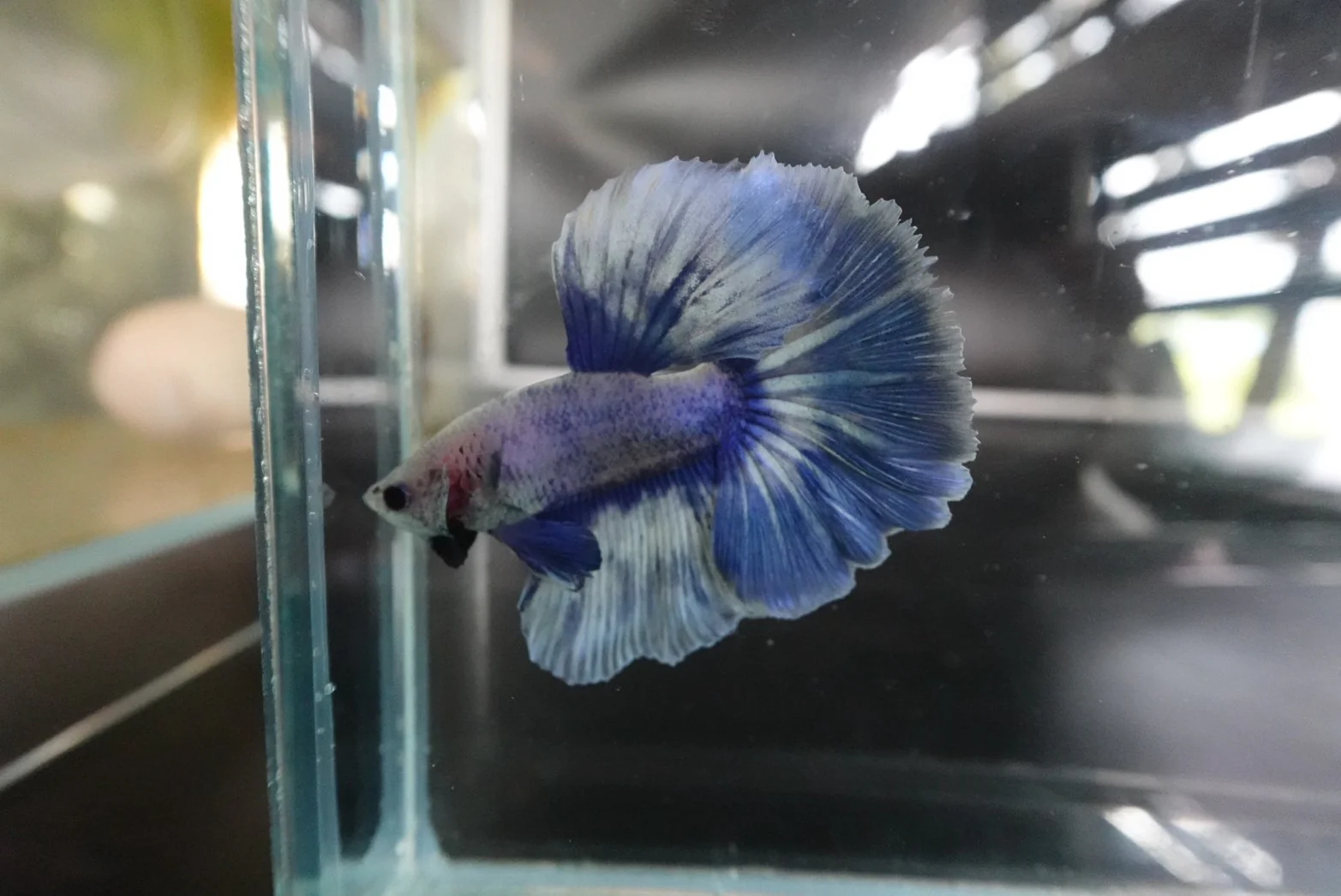Rare Halfmoon cloudy Betta Fish (Male) - Image 3